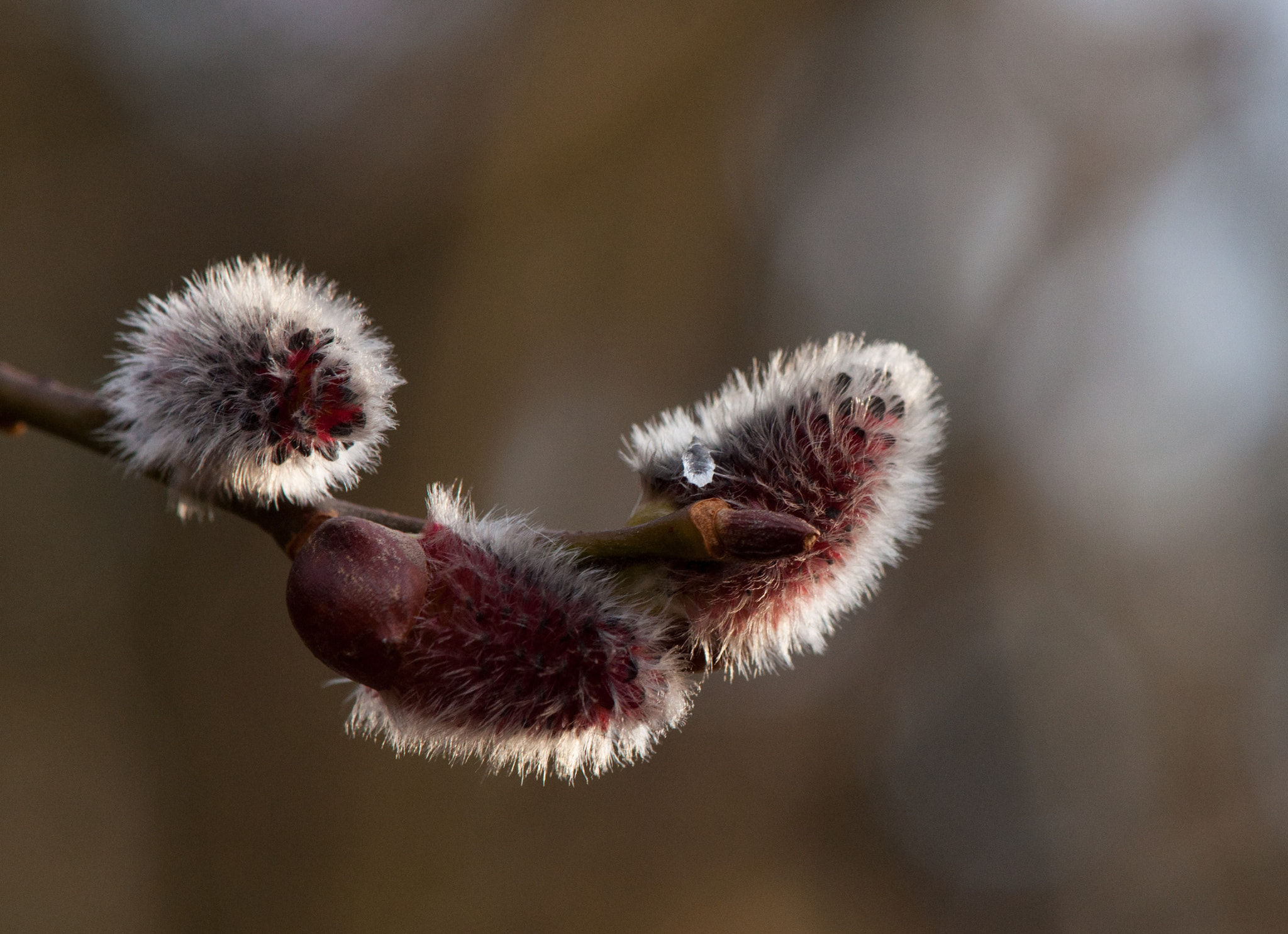 Nikon AF-S DX Micro-Nikkor 85mm F3.5G ED VR sample photo. Goat willow photography