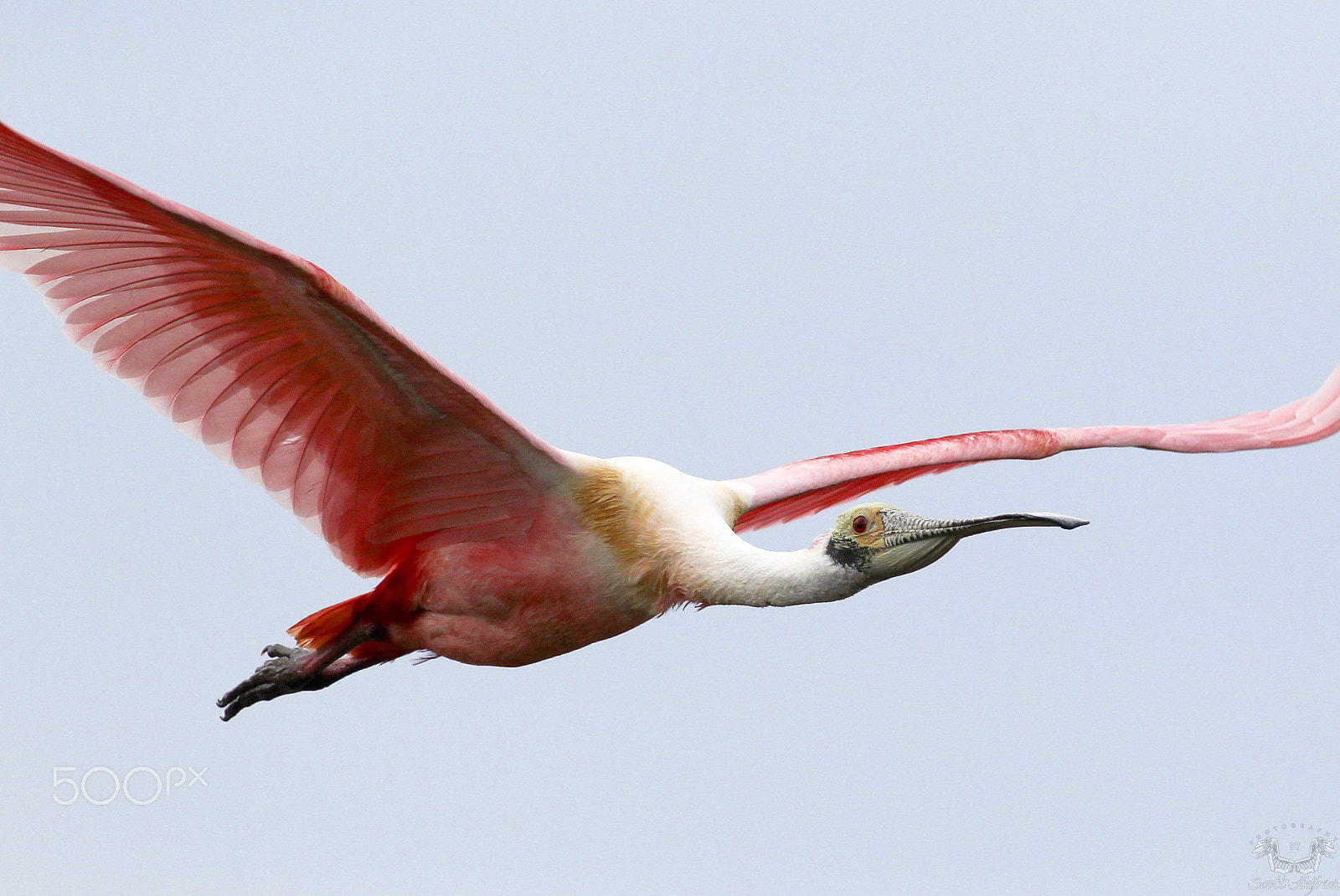 Canon EF 300mm f/2.8L + 2x sample photo. Roseate spoonbill d photography