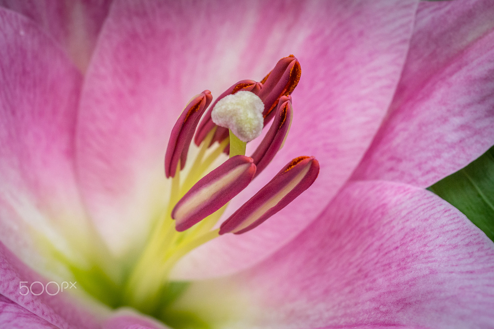 Nikon D7200 + Nikon AF Micro-Nikkor 60mm F2.8D sample photo. Lily photography