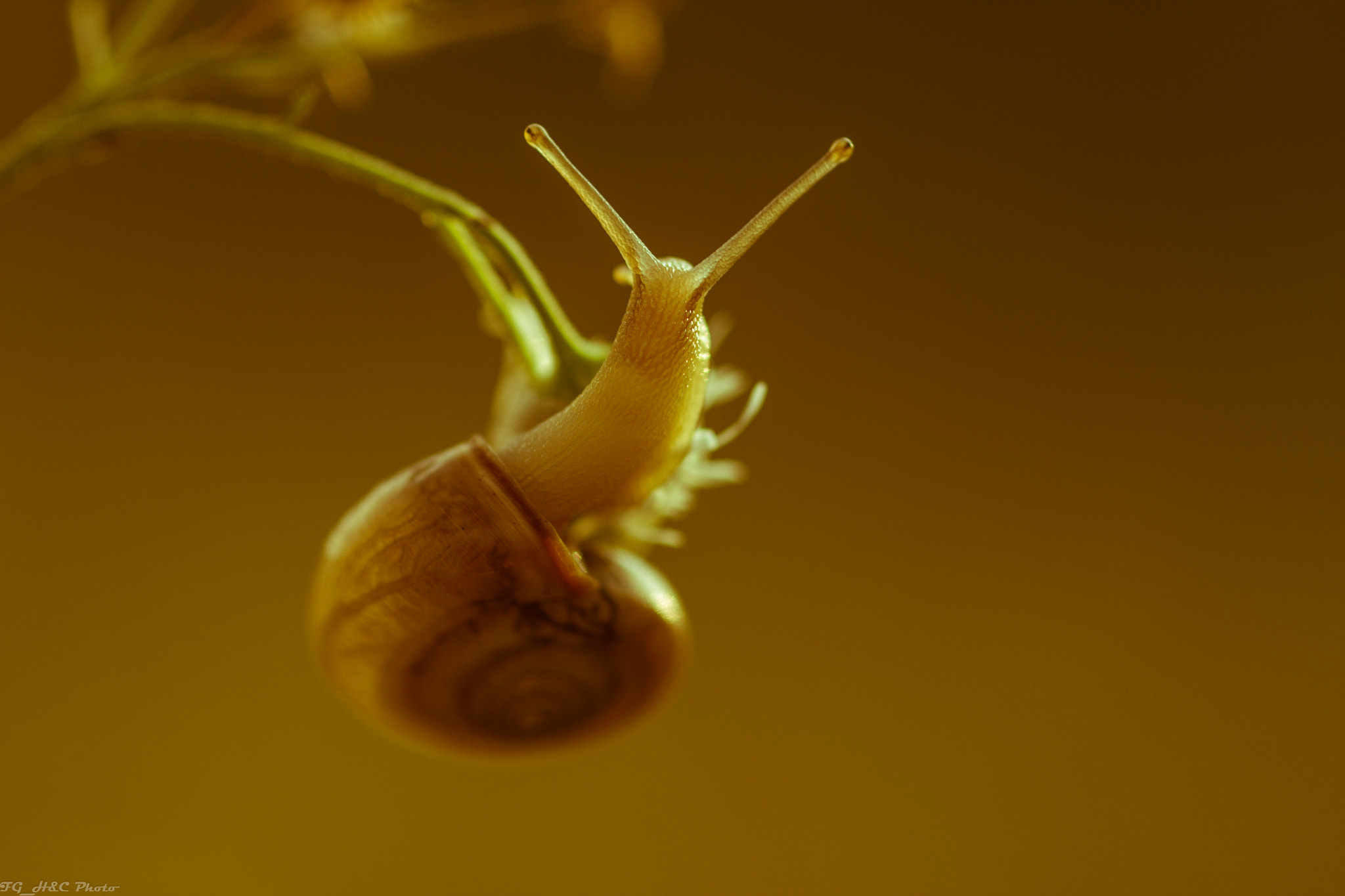 Canon EOS 600D (Rebel EOS T3i / EOS Kiss X5) + Canon EF 100mm F2.8 Macro USM sample photo. Snail photography