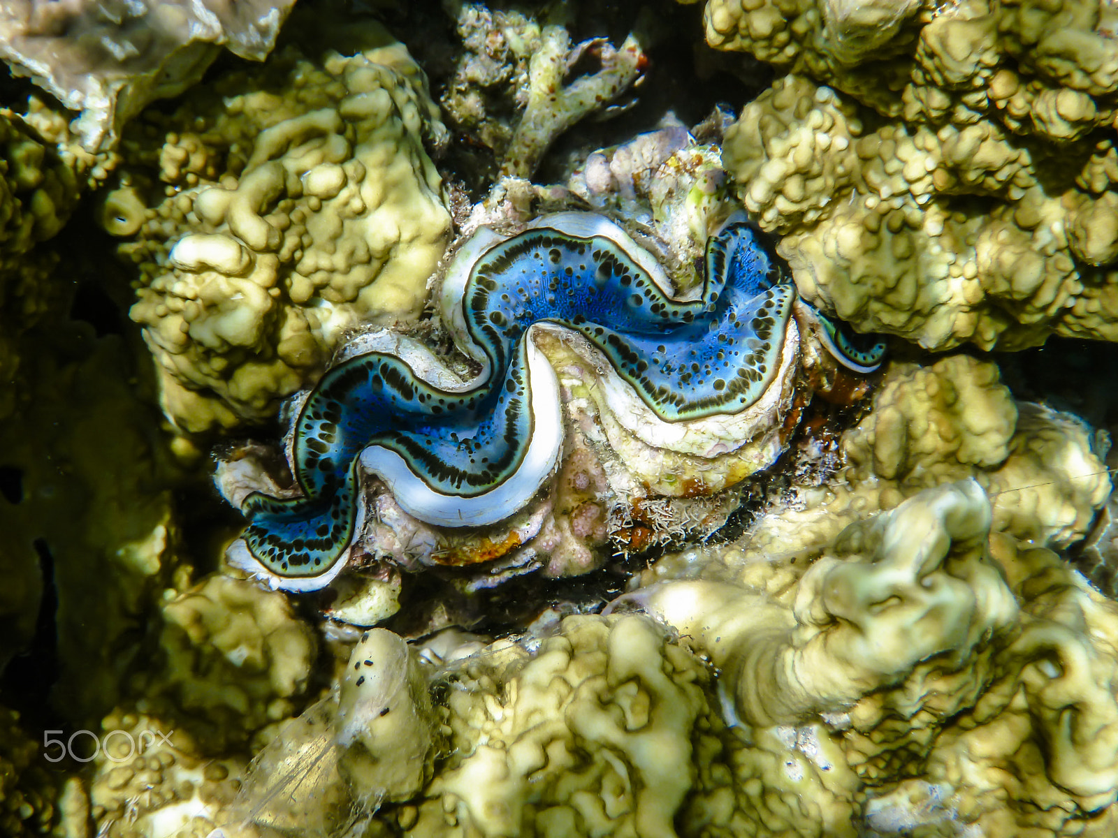 Panasonic DMC-FT4 sample photo. Giant clam photography