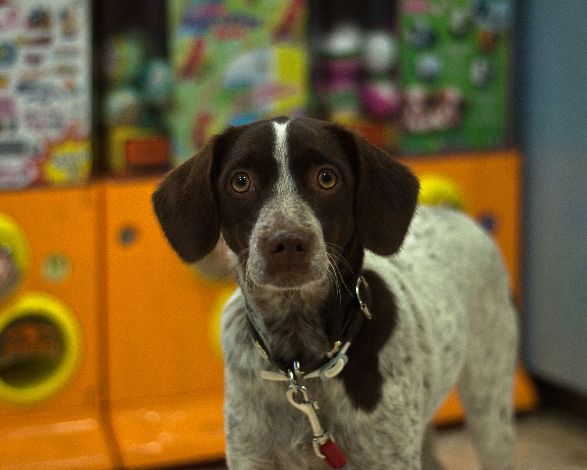 Nikon D3000 + AF Nikkor 50mm f/1.8 sample photo. Curious eyes photography