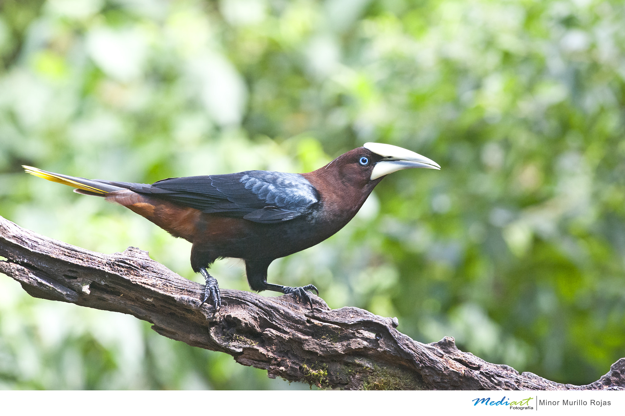 Nikon D700 + Nikon AF-S Nikkor 300mm F4D ED-IF sample photo. Chestnut headed oropendola photography