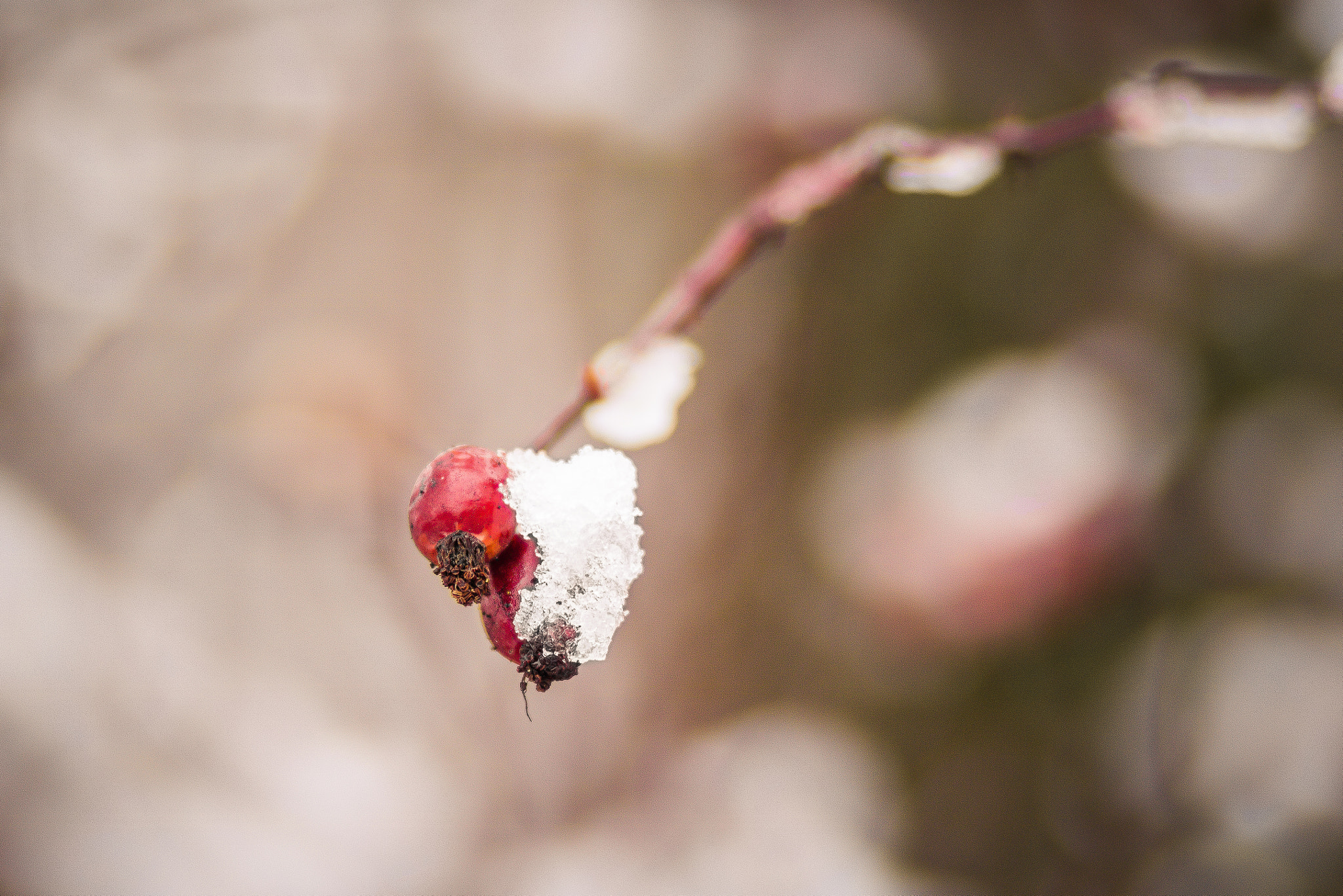 Canon EF 100mm F2.0 USM sample photo