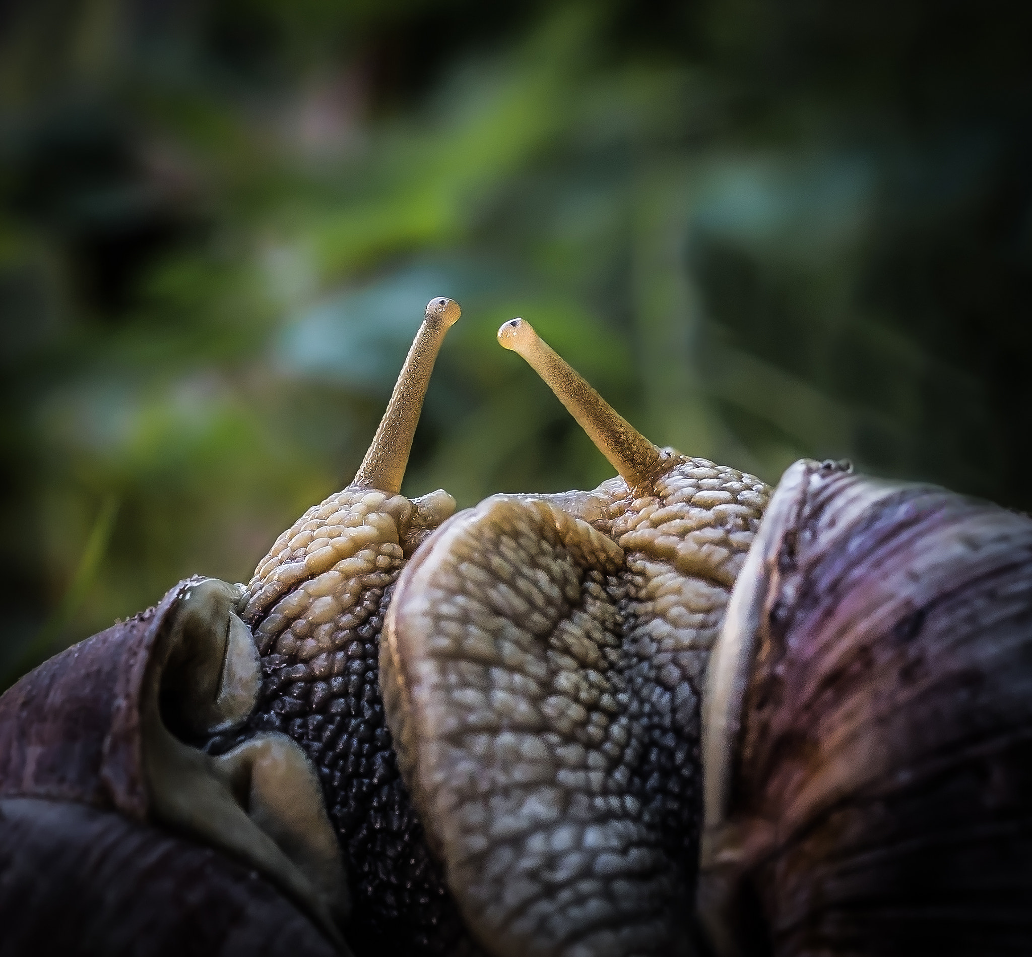 Sony DT 30mm F2.8 Macro SAM sample photo. Love photography