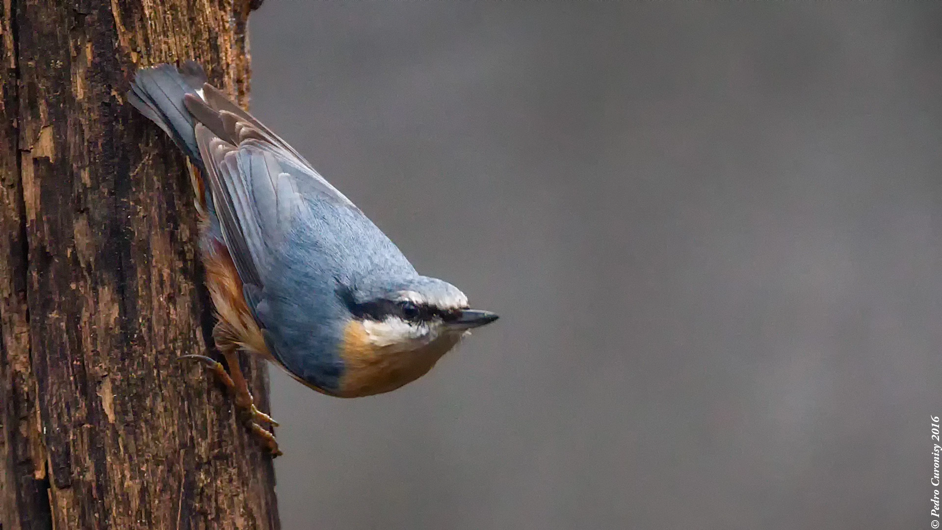 Canon EOS-1D X + Canon EF 500mm F4L IS USM sample photo. Trepador azul photography