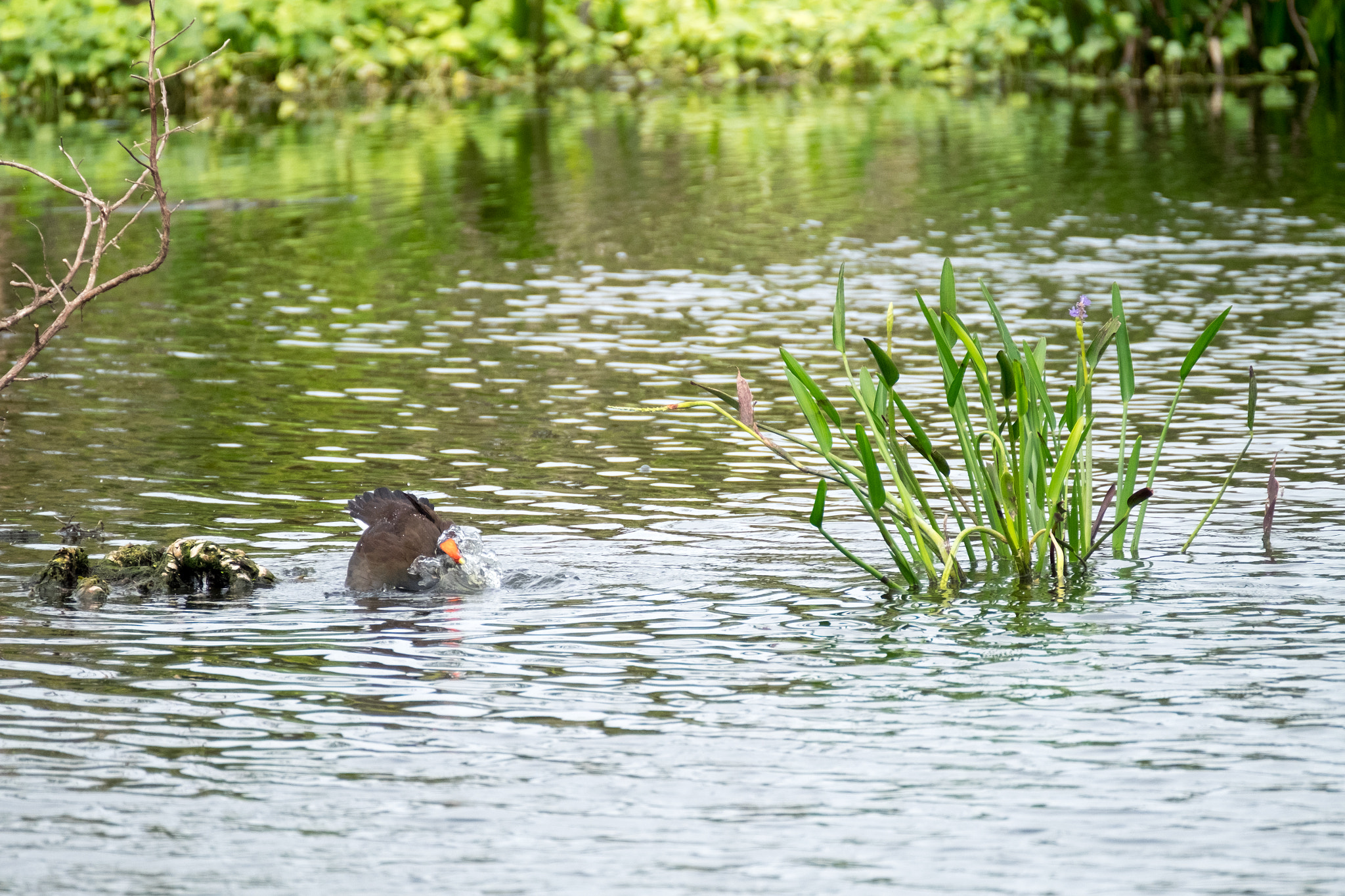 XF100-400mmF4.5-5.6 R LM OIS WR + 1.4x sample photo. _dsf1642.jpg photography