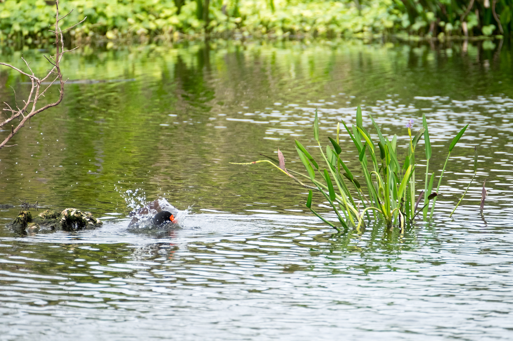 XF100-400mmF4.5-5.6 R LM OIS WR + 1.4x sample photo. _dsf1645.jpg photography