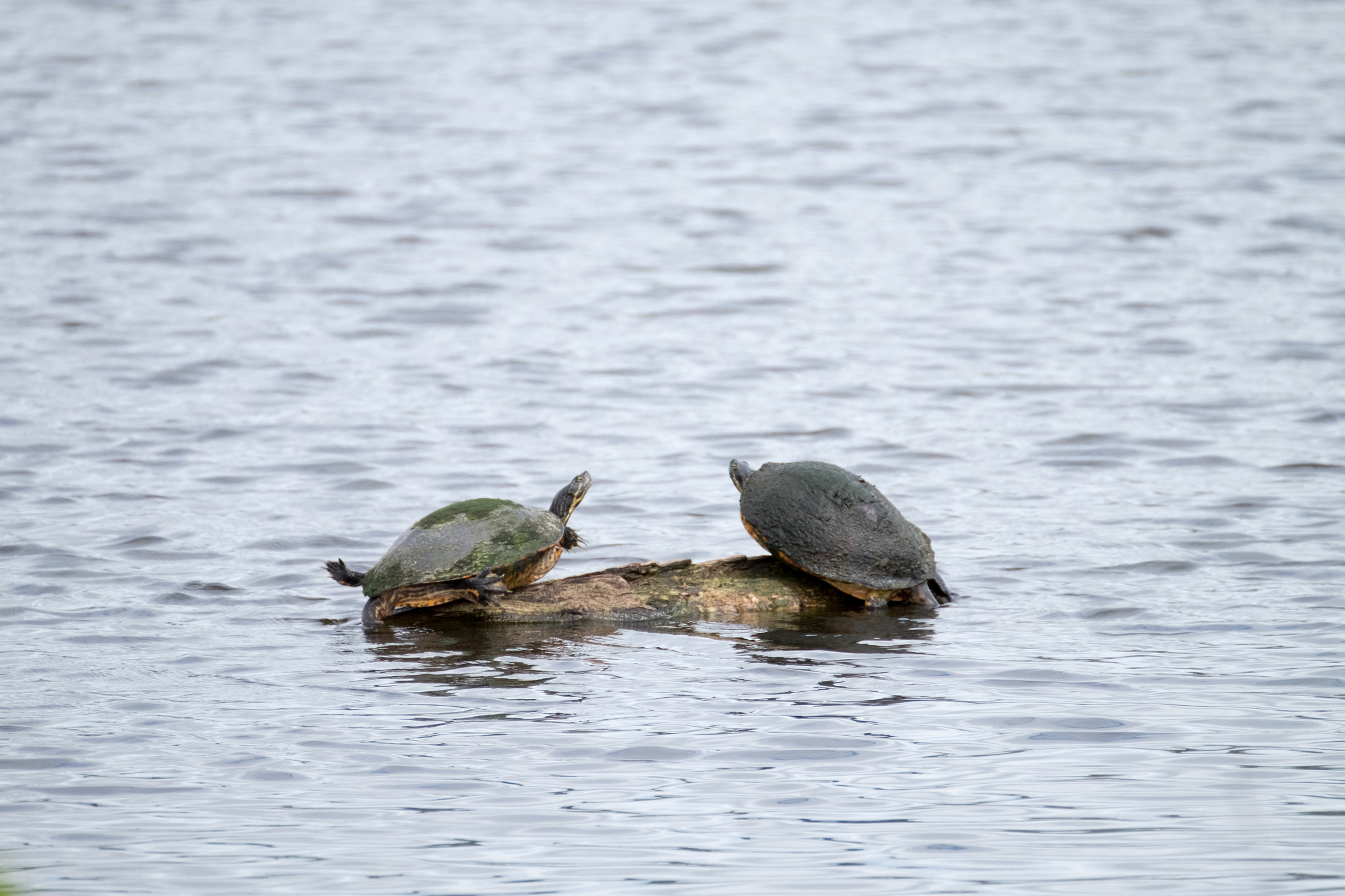 XF100-400mmF4.5-5.6 R LM OIS WR + 1.4x sample photo. _dsf1627.jpg photography