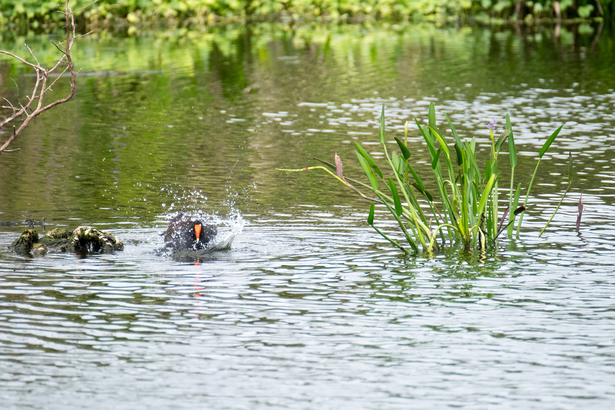 XF100-400mmF4.5-5.6 R LM OIS WR + 1.4x sample photo. _dsf1656.jpg photography