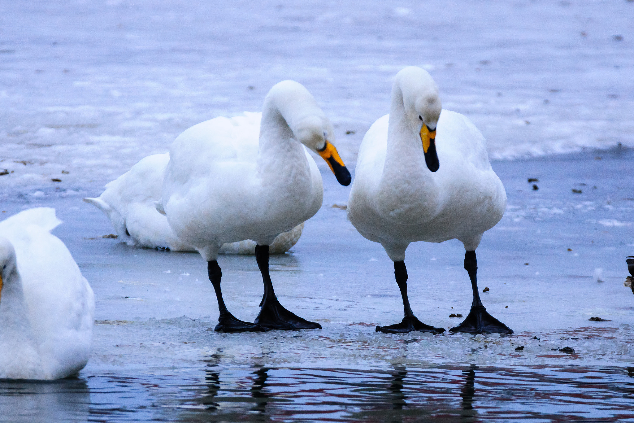 Sony 70-300mm F4.5-5.6 G SSM sample photo. Whooper swans photography