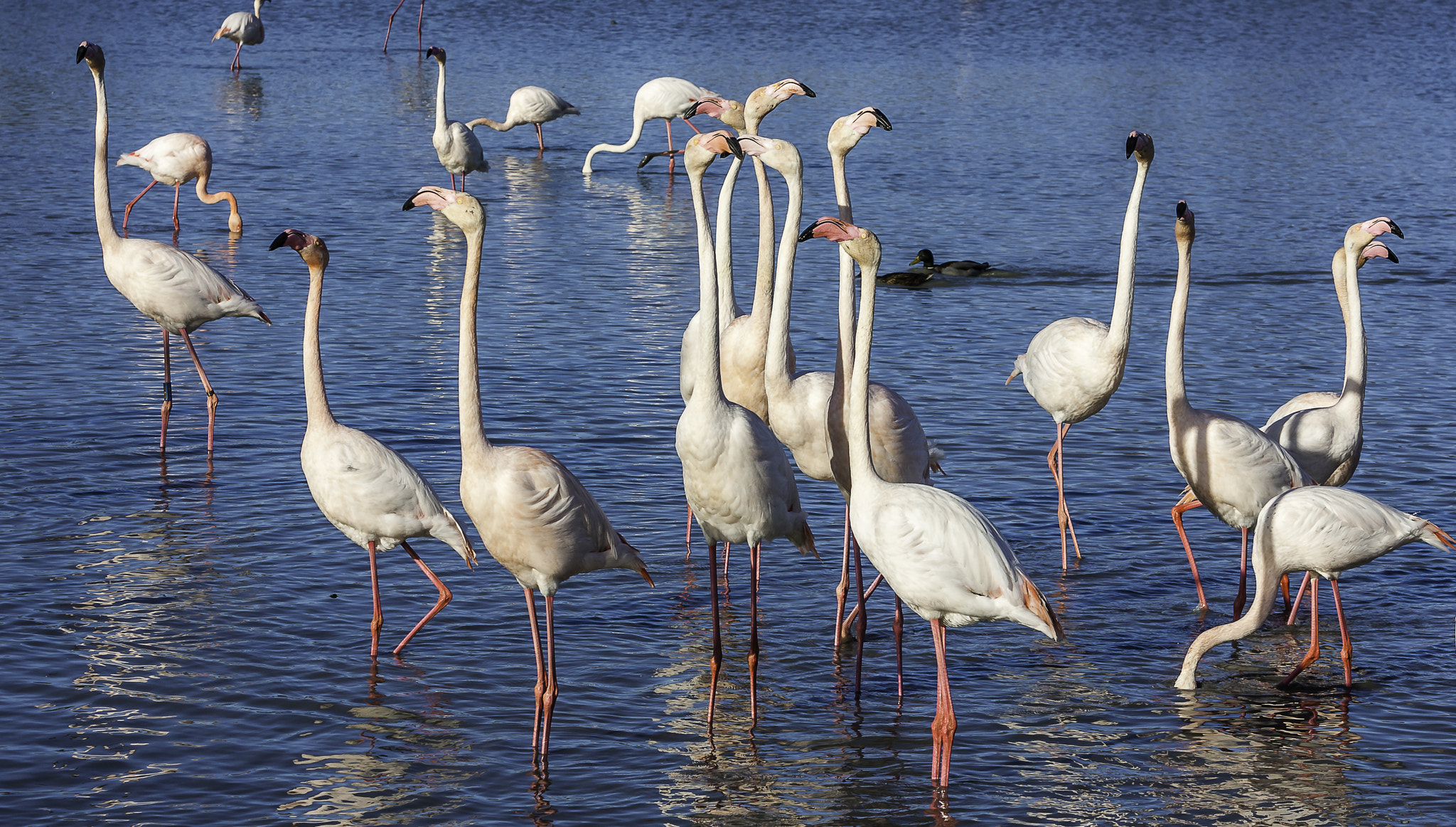 Sigma 70-200mm F2.8 EX DG OS HSM sample photo. Flamands roses photography