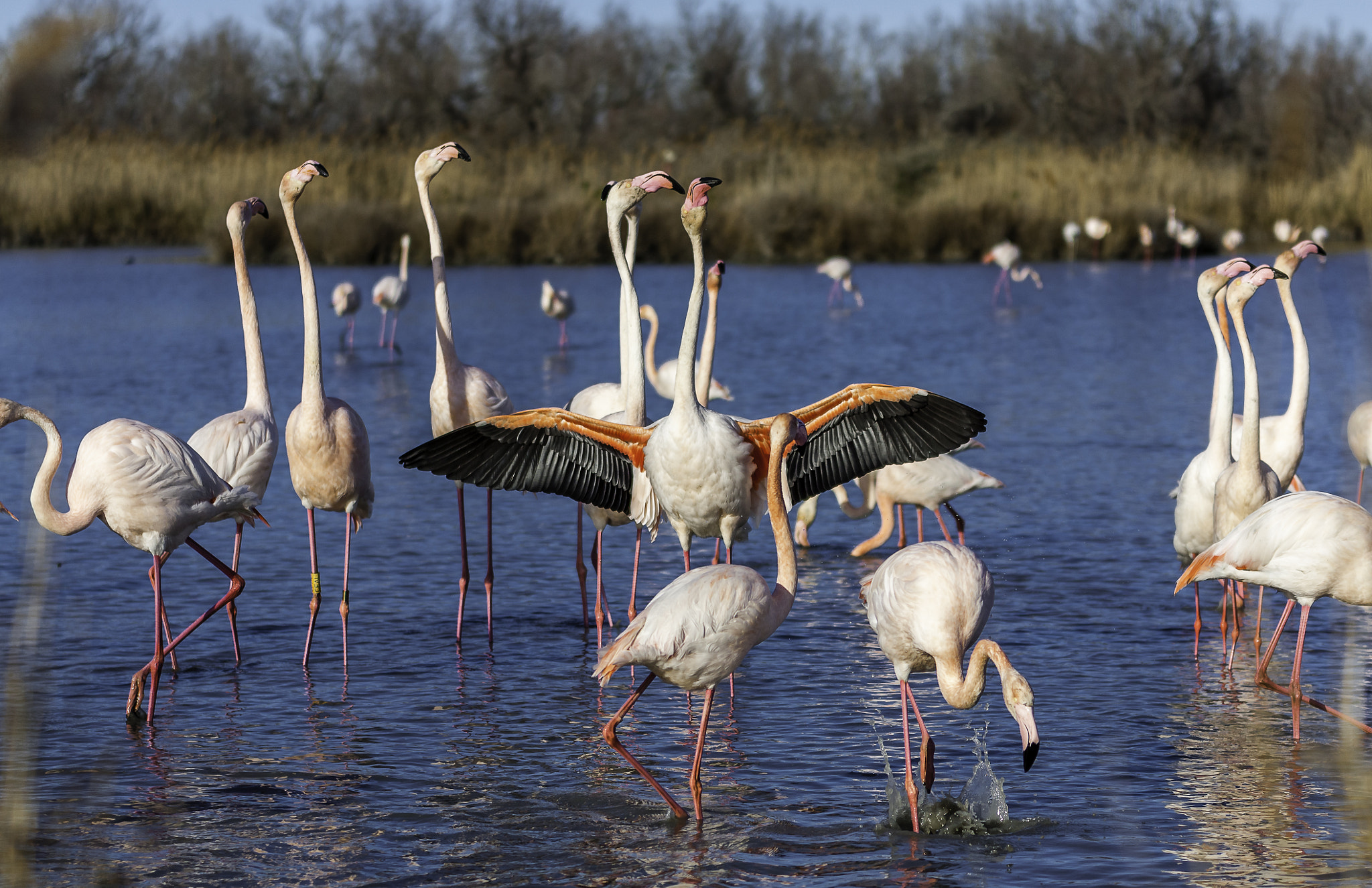 Sigma 70-200mm F2.8 EX DG OS HSM sample photo. Flamands roses photography