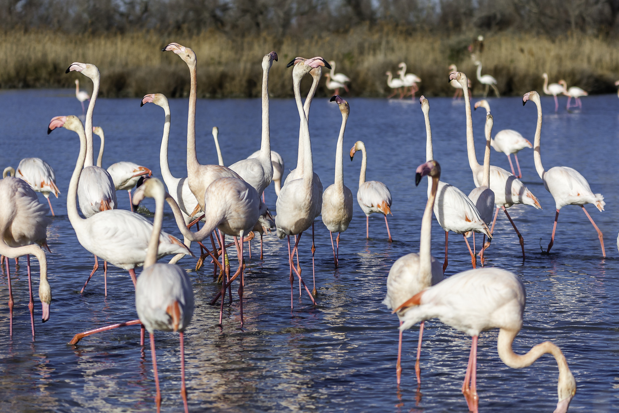 Sigma 70-200mm F2.8 EX DG OS HSM sample photo. Flamands roses photography