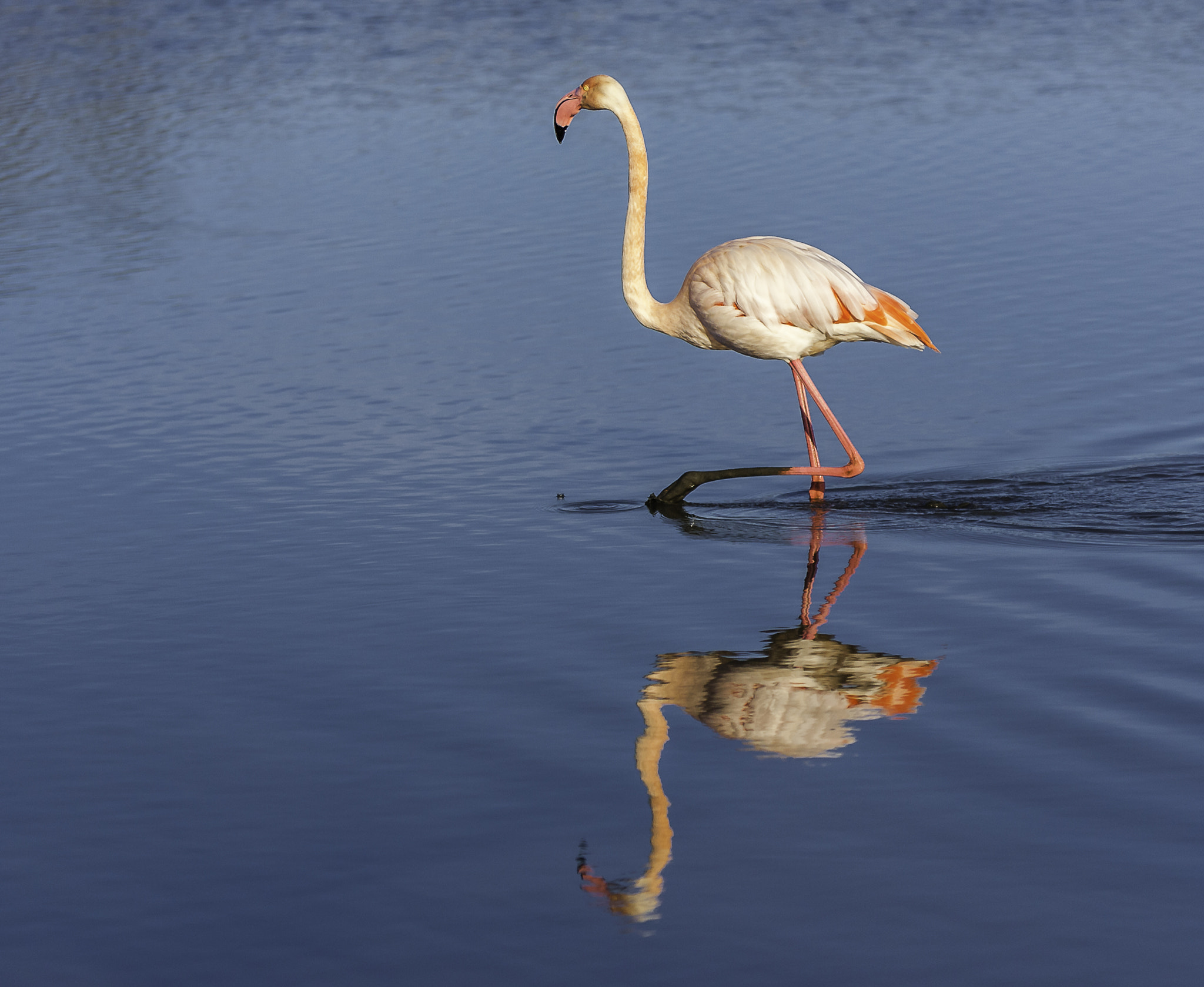 Sigma 70-200mm F2.8 EX DG OS HSM sample photo. Flamands roses photography