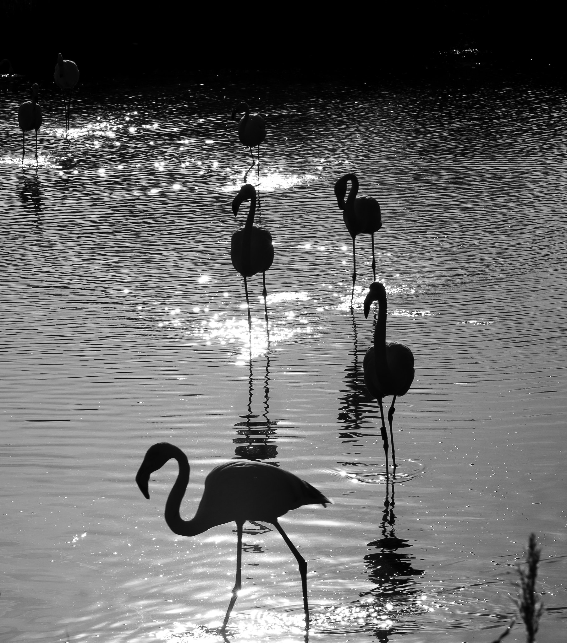 Canon EOS 450D (EOS Rebel XSi / EOS Kiss X2) + Sigma 70-200mm F2.8 EX DG OS HSM sample photo. Flamands roses photography