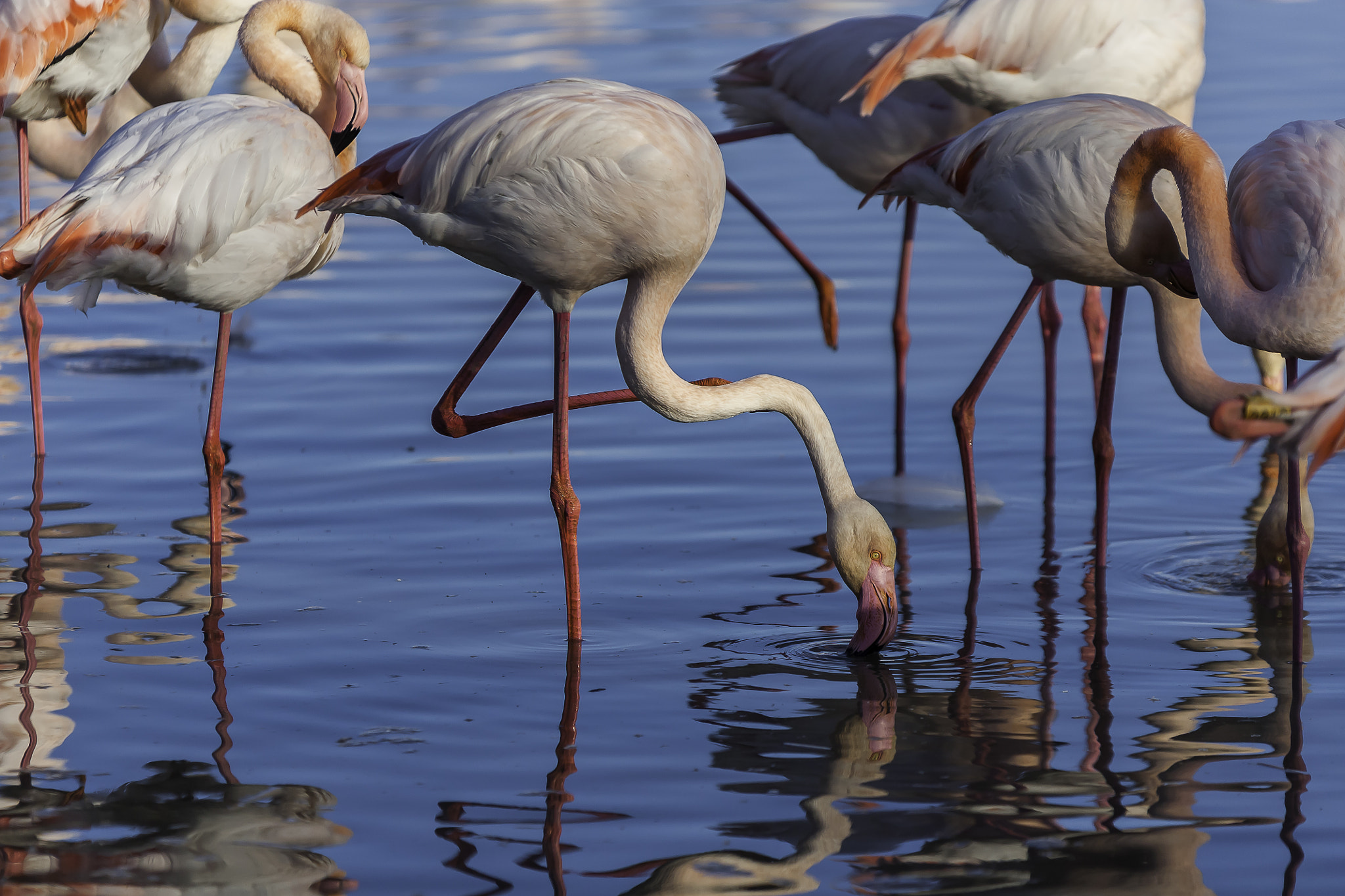 Sigma 70-200mm F2.8 EX DG OS HSM sample photo. Flamands roses photography
