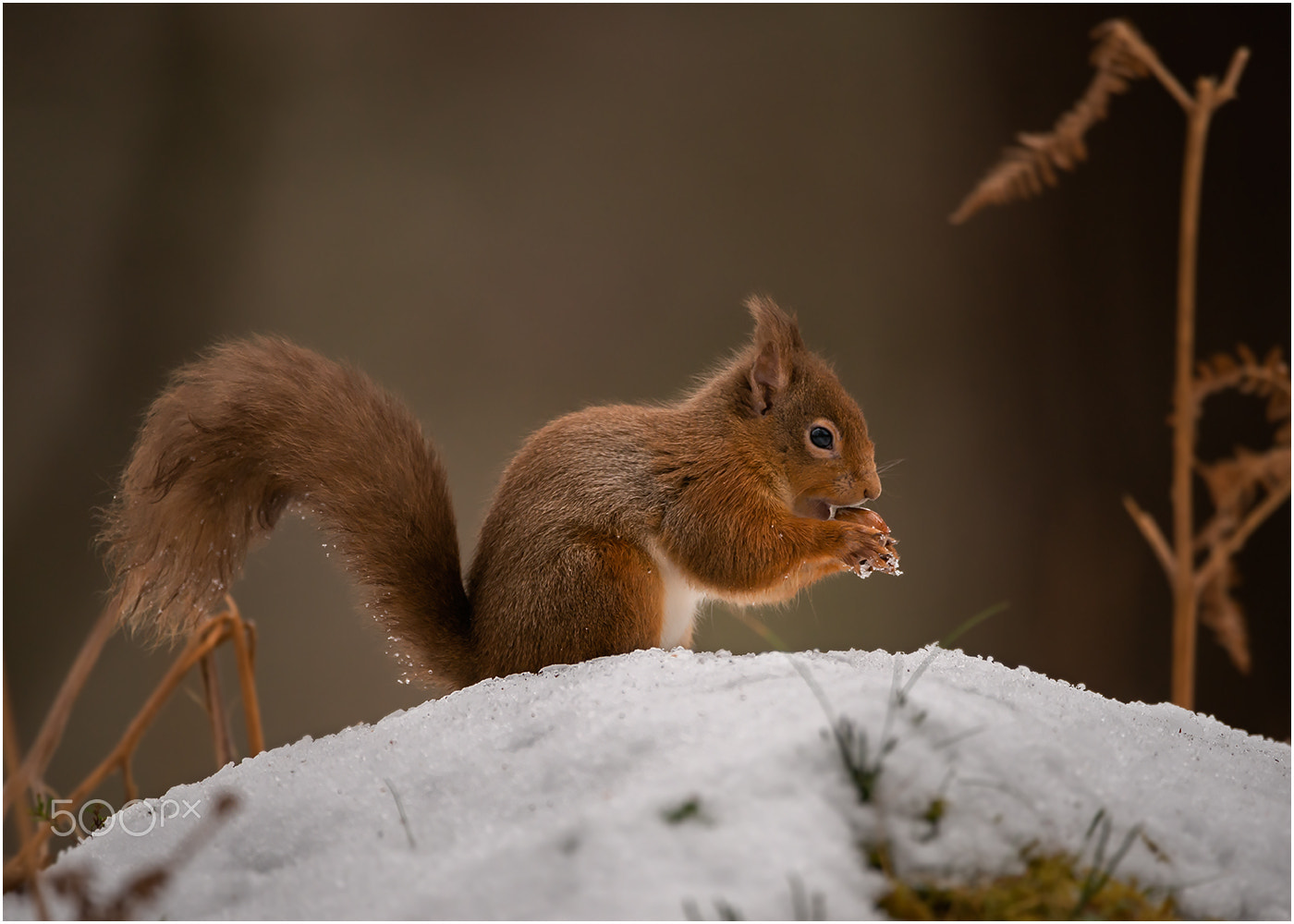 Nikon AF-S Nikkor 200-400mm F4G ED-IF VR sample photo. Red squirrel photography