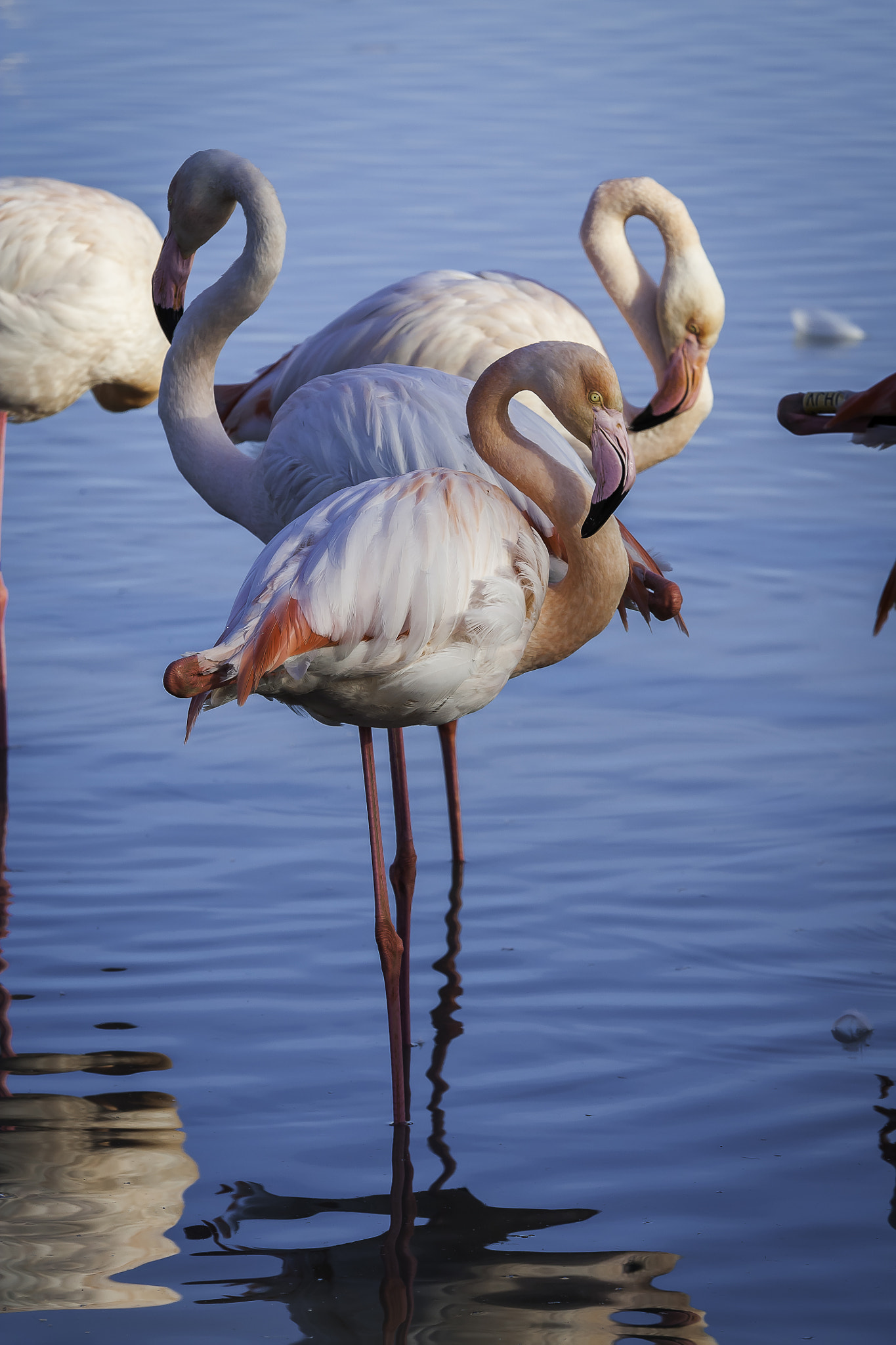 Sigma 70-200mm F2.8 EX DG OS HSM sample photo. Flamands roses photography