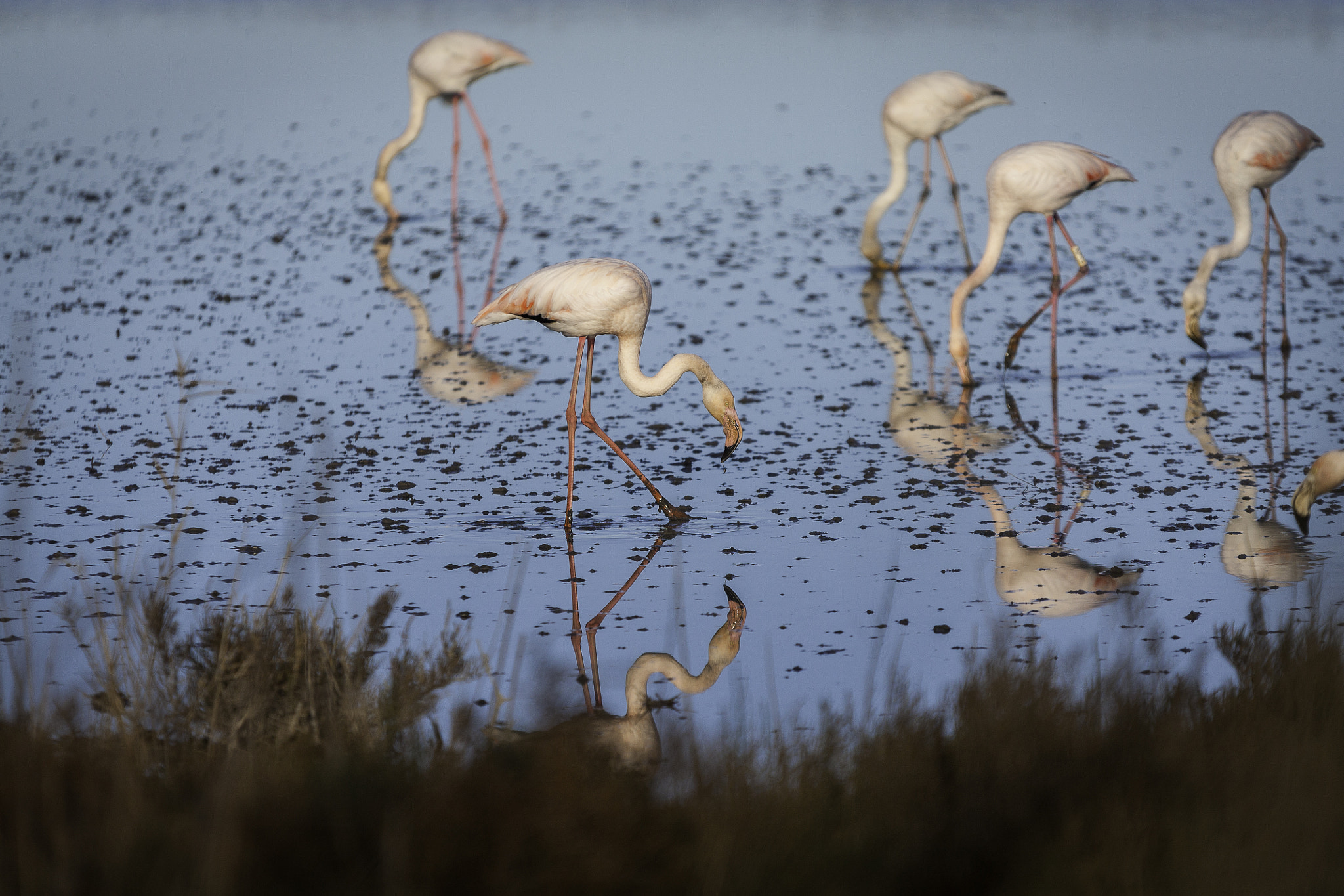 Sigma 70-200mm F2.8 EX DG OS HSM sample photo. Flamands roses photography