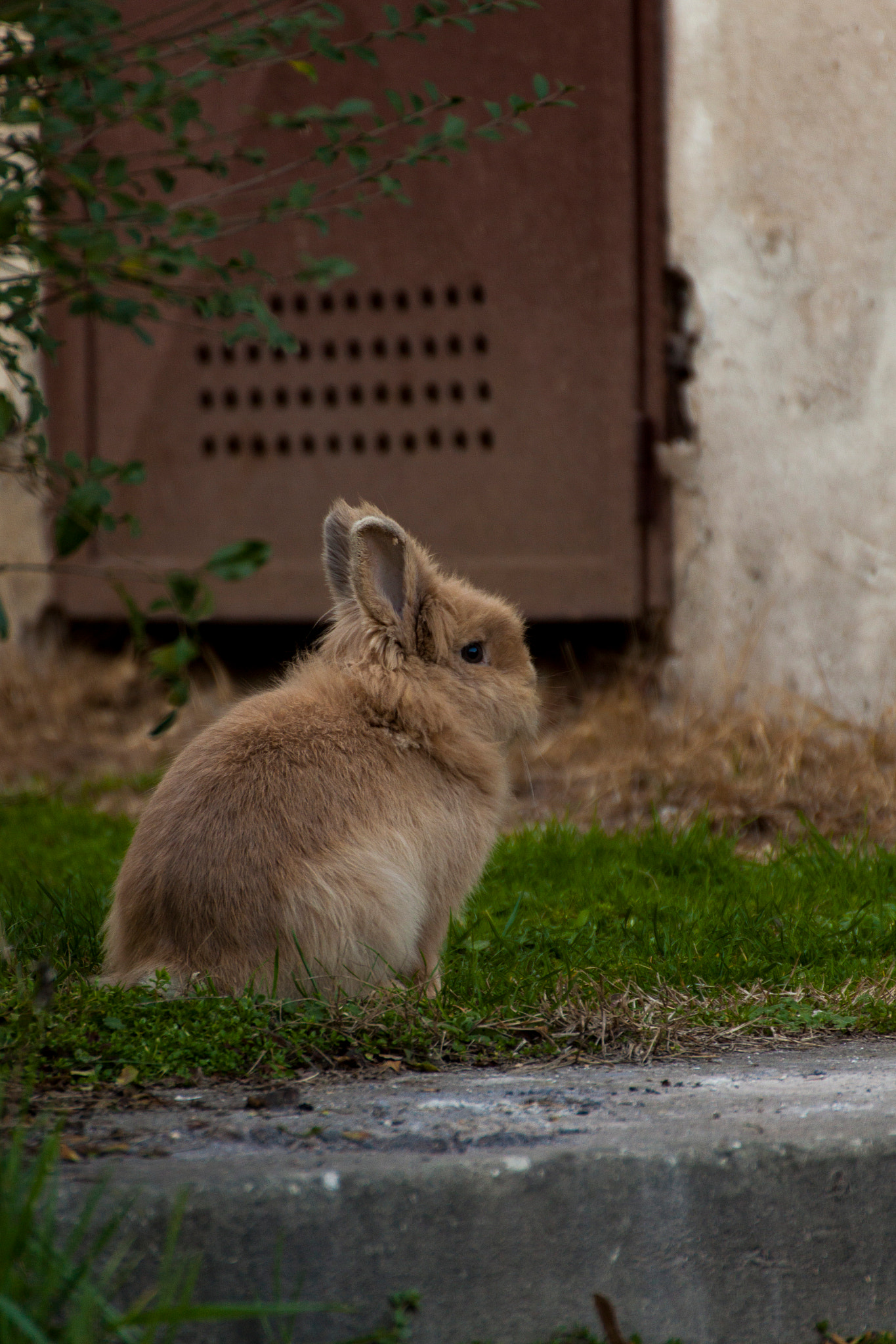 Tamron SP 35mm F1.8 Di VC USD sample photo. Adorable bunny photography
