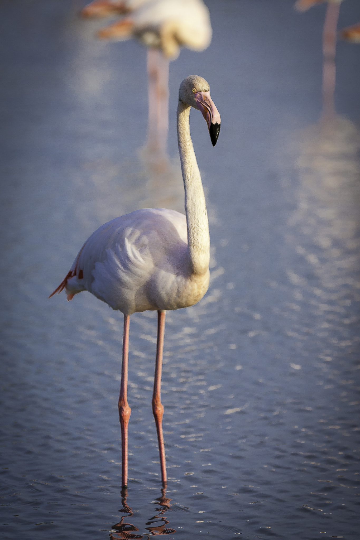 Sigma 70-200mm F2.8 EX DG OS HSM sample photo. Flamands roses photography
