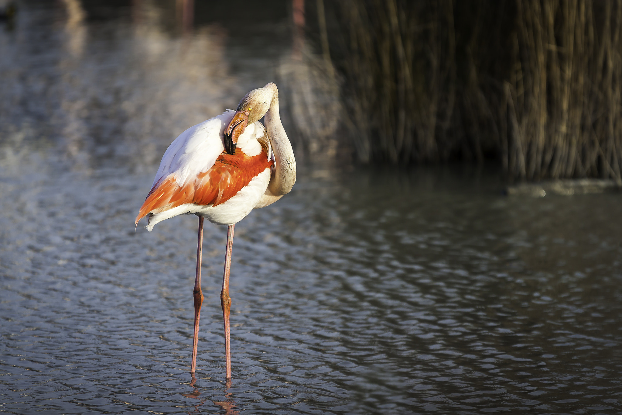 Sigma 70-200mm F2.8 EX DG OS HSM sample photo. Flamands roses photography