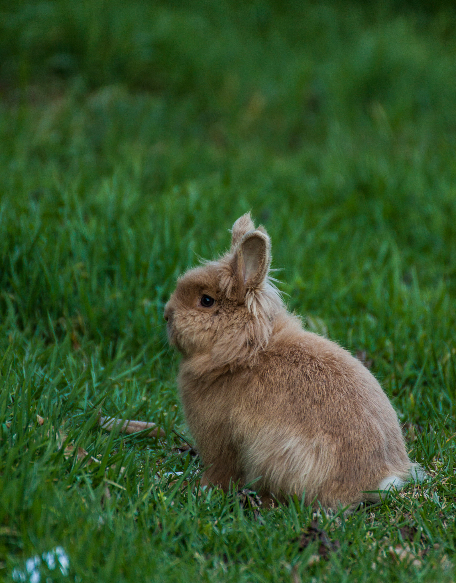 Tamron SP 35mm F1.8 Di VC USD sample photo. Fluffy photography