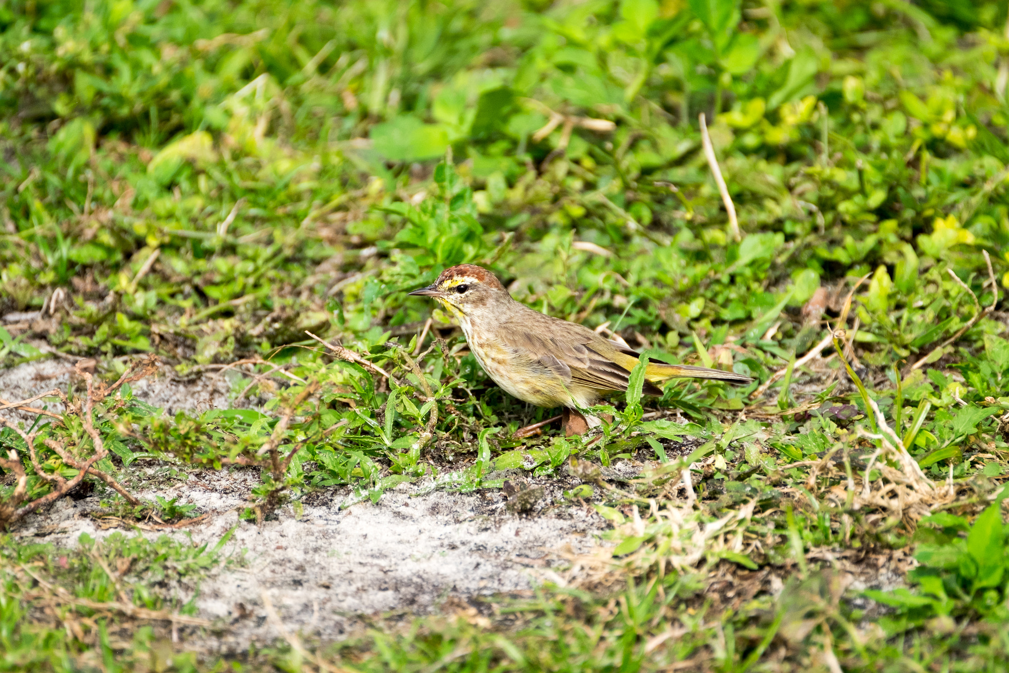 XF100-400mmF4.5-5.6 R LM OIS WR + 1.4x sample photo. _dsf1735.jpg photography