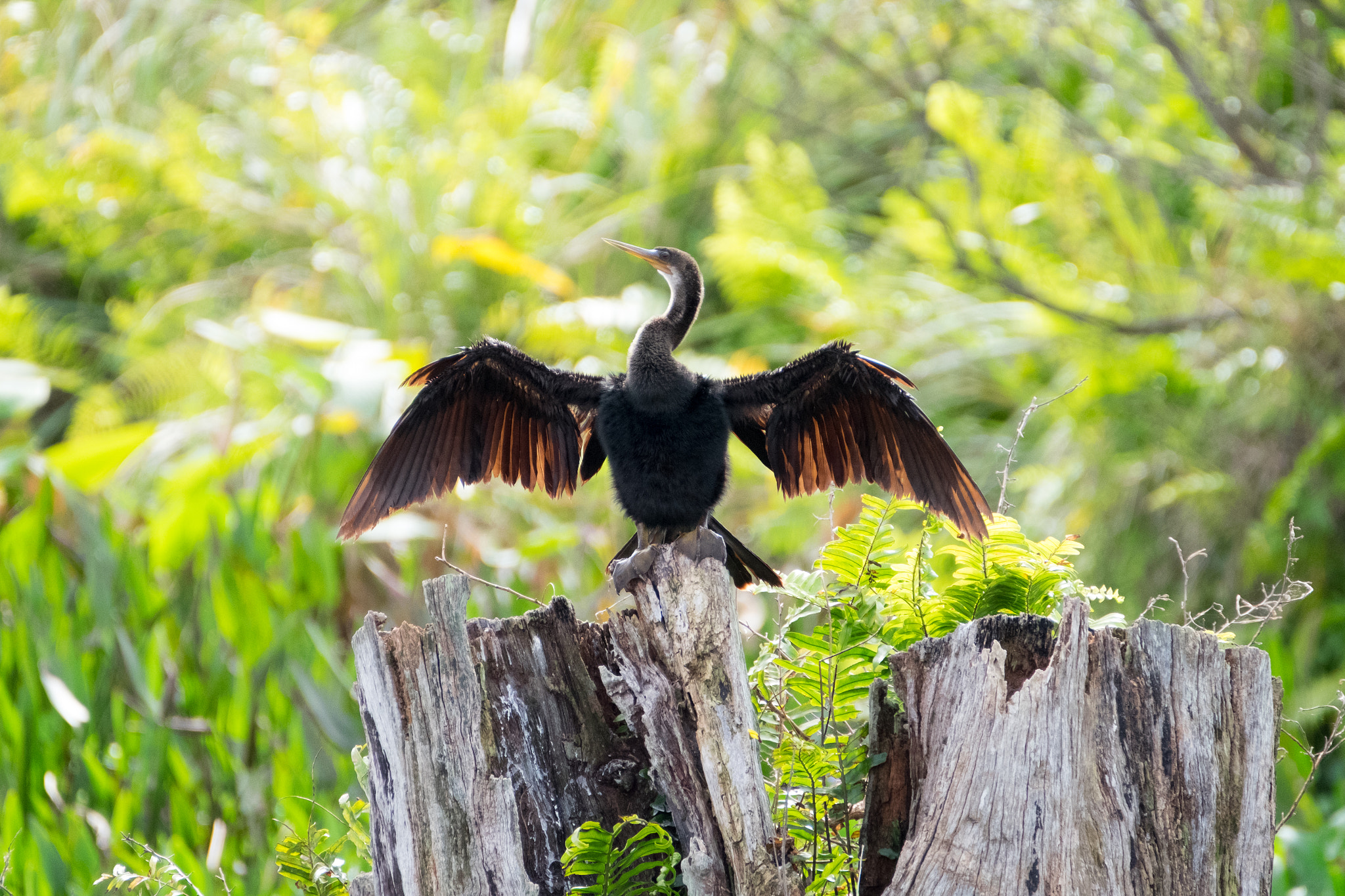 XF100-400mmF4.5-5.6 R LM OIS WR + 1.4x sample photo. _dsf1708.jpg photography