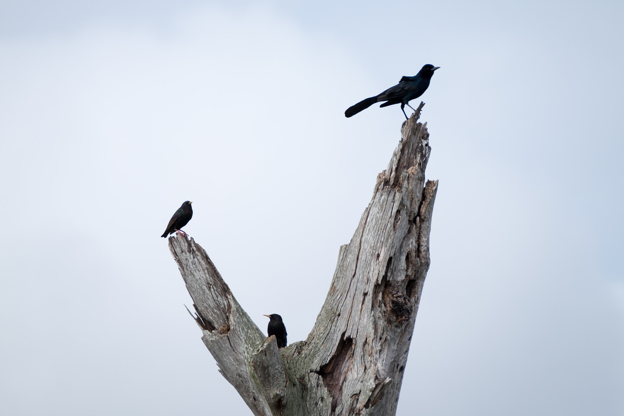 XF100-400mmF4.5-5.6 R LM OIS WR + 1.4x sample photo. _dsf1711.jpg photography
