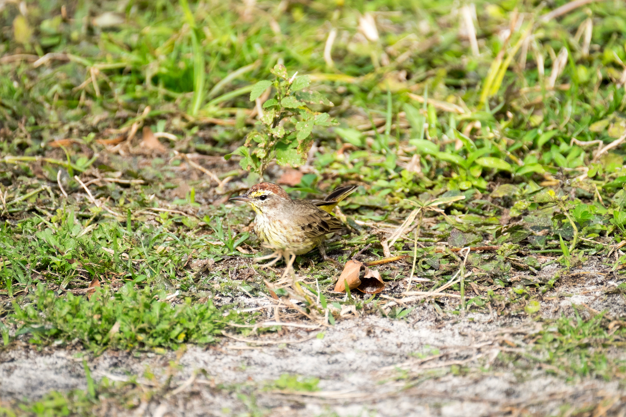 XF100-400mmF4.5-5.6 R LM OIS WR + 1.4x sample photo. _dsf1739.jpg photography
