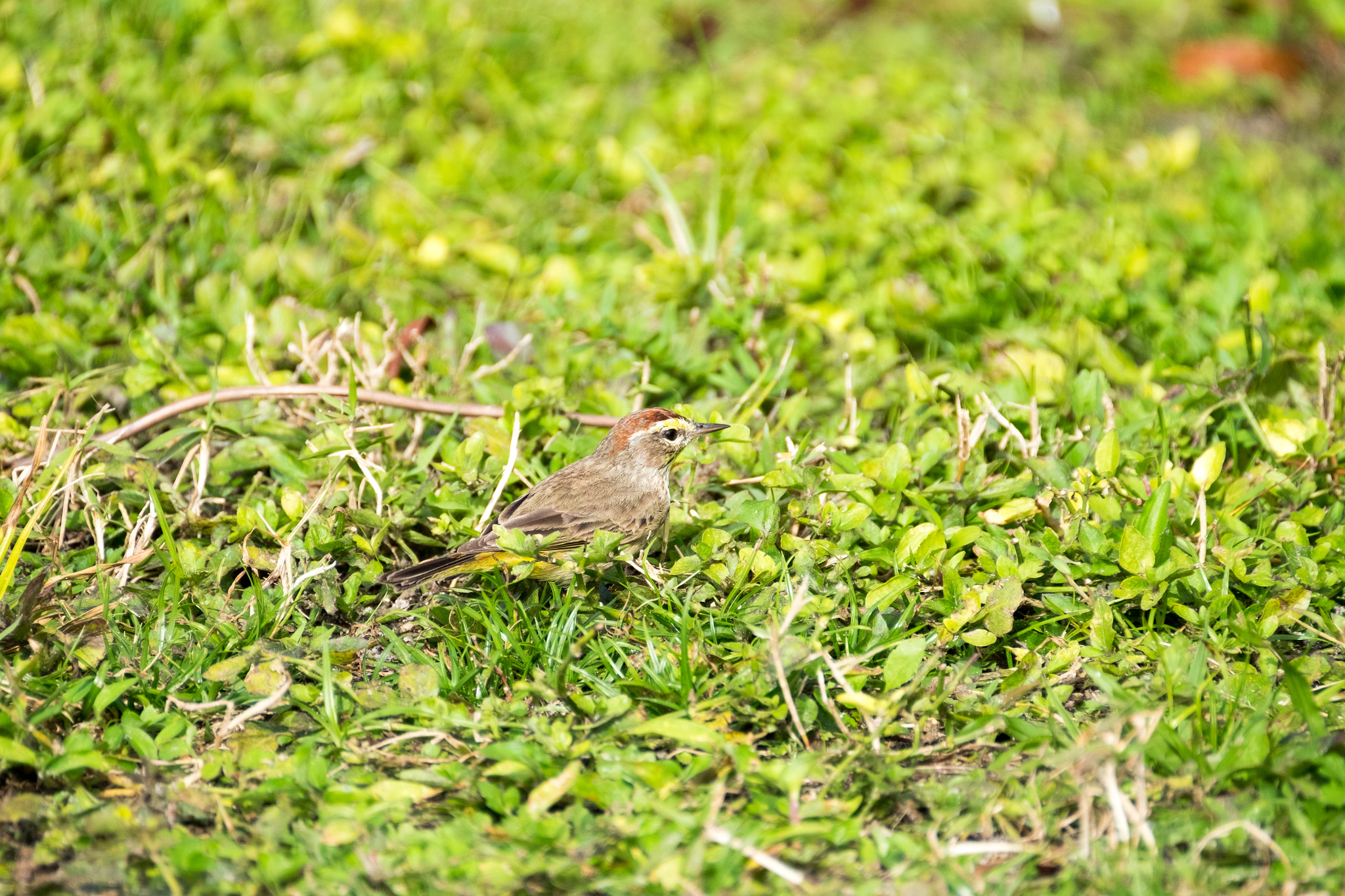 XF100-400mmF4.5-5.6 R LM OIS WR + 1.4x sample photo. _dsf1742.jpg photography