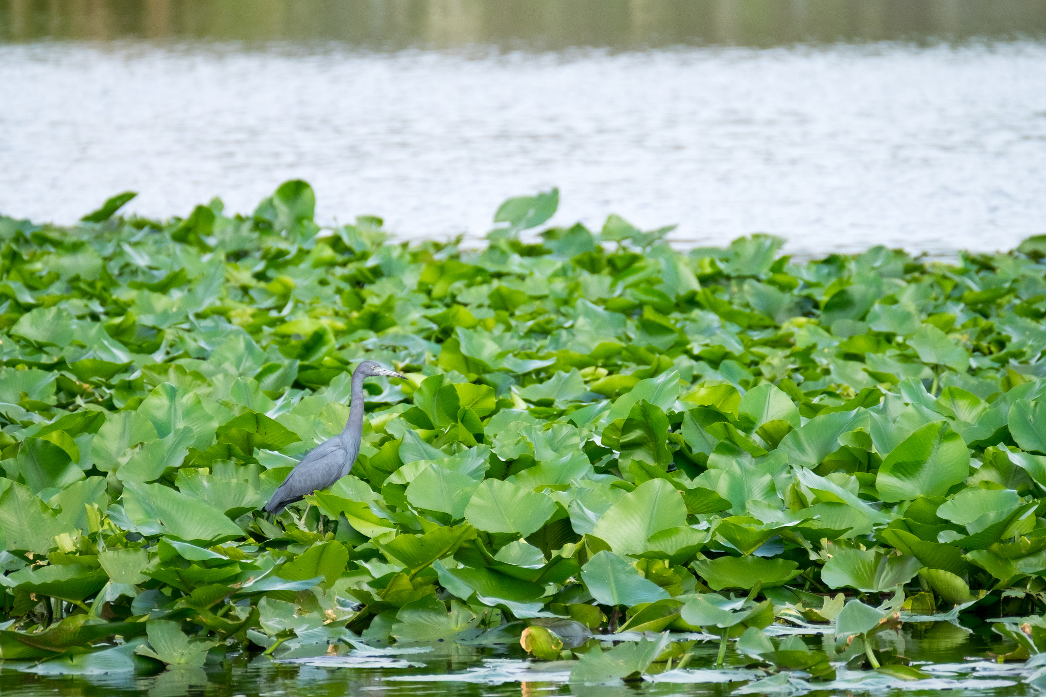 XF100-400mmF4.5-5.6 R LM OIS WR + 1.4x sample photo. _dsf1749.jpg photography