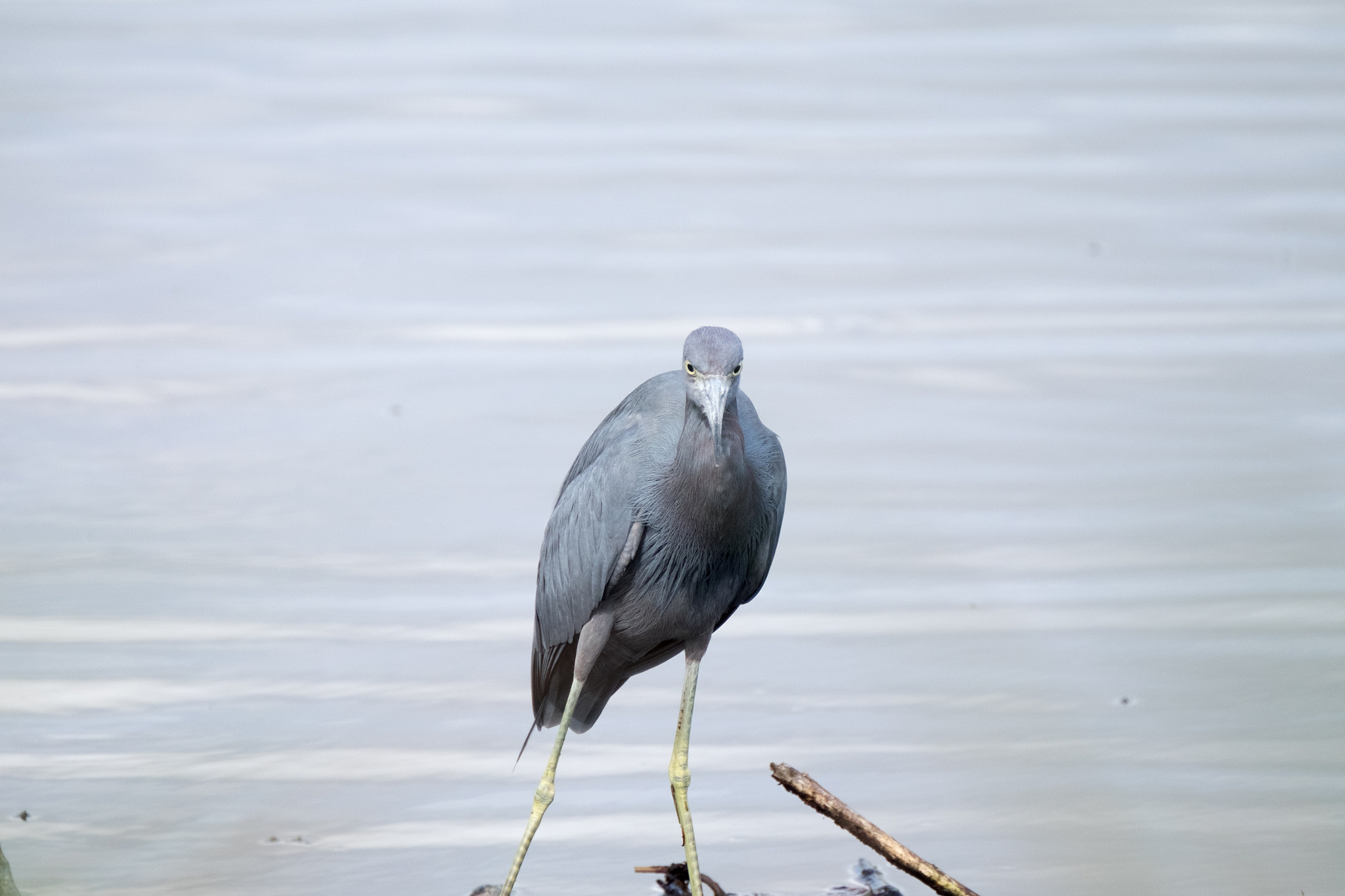 XF100-400mmF4.5-5.6 R LM OIS WR + 1.4x sample photo. _dsf1750.jpg photography