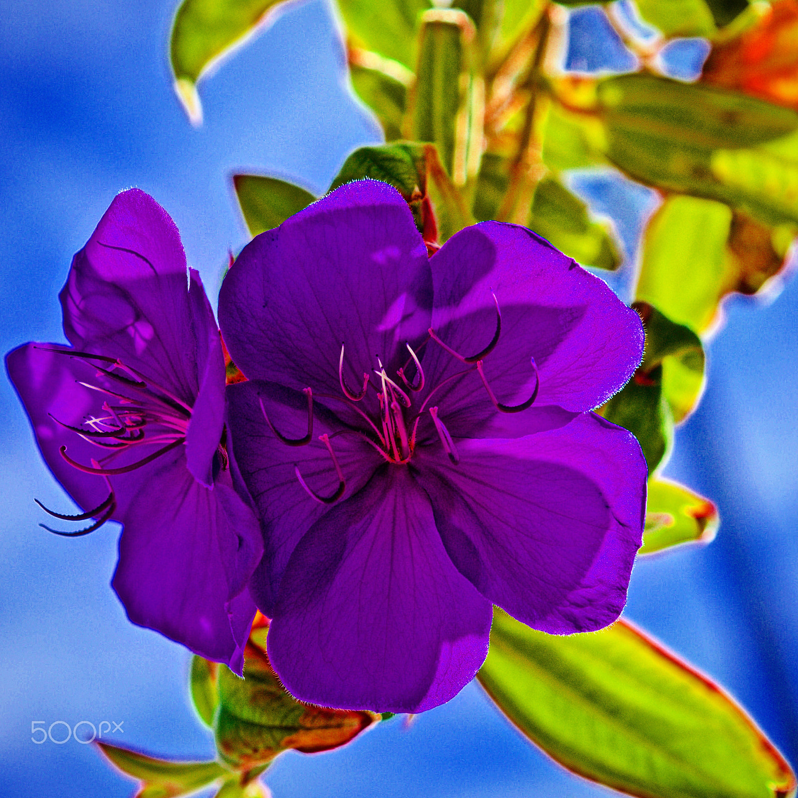 Sony a7R + Sony Sonnar T* FE 55mm F1.8 ZA sample photo. Flower photography