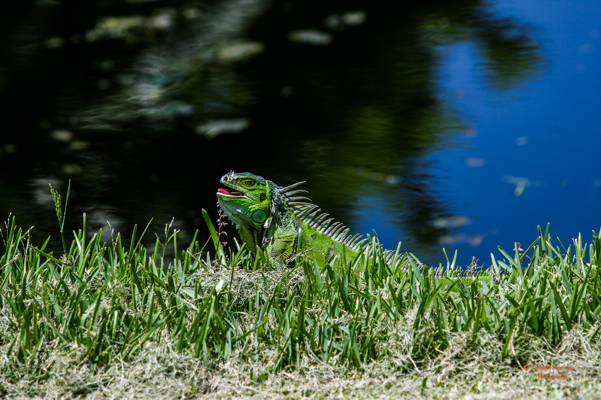 Canon EOS 40D + Canon EF 70-200mm F2.8L IS USM sample photo. Iguana photography