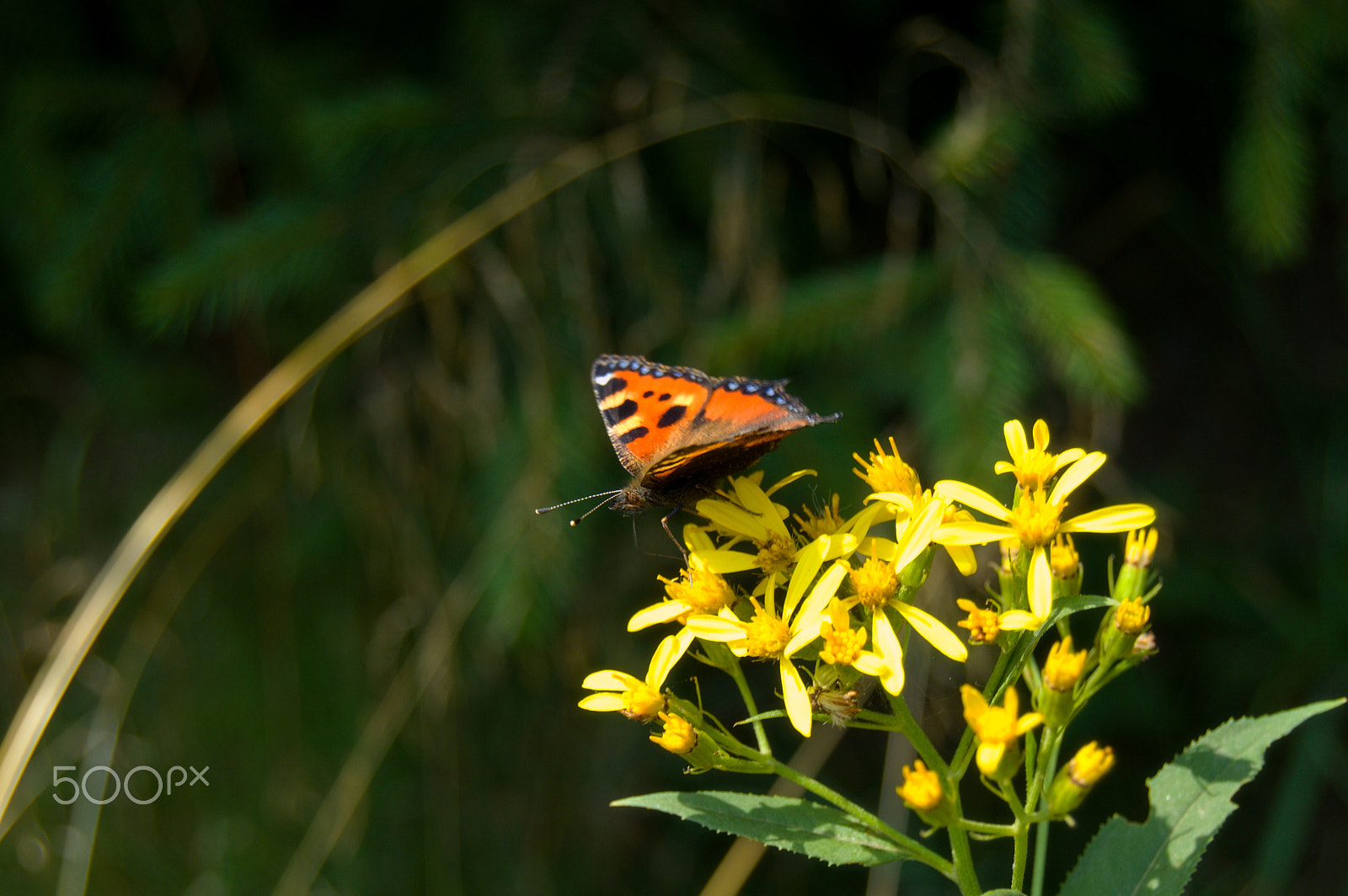 Nikon D3200 + 18.00 - 55.00 mm f/3.5 - 5.6 sample photo. Butterfly in yellow photography