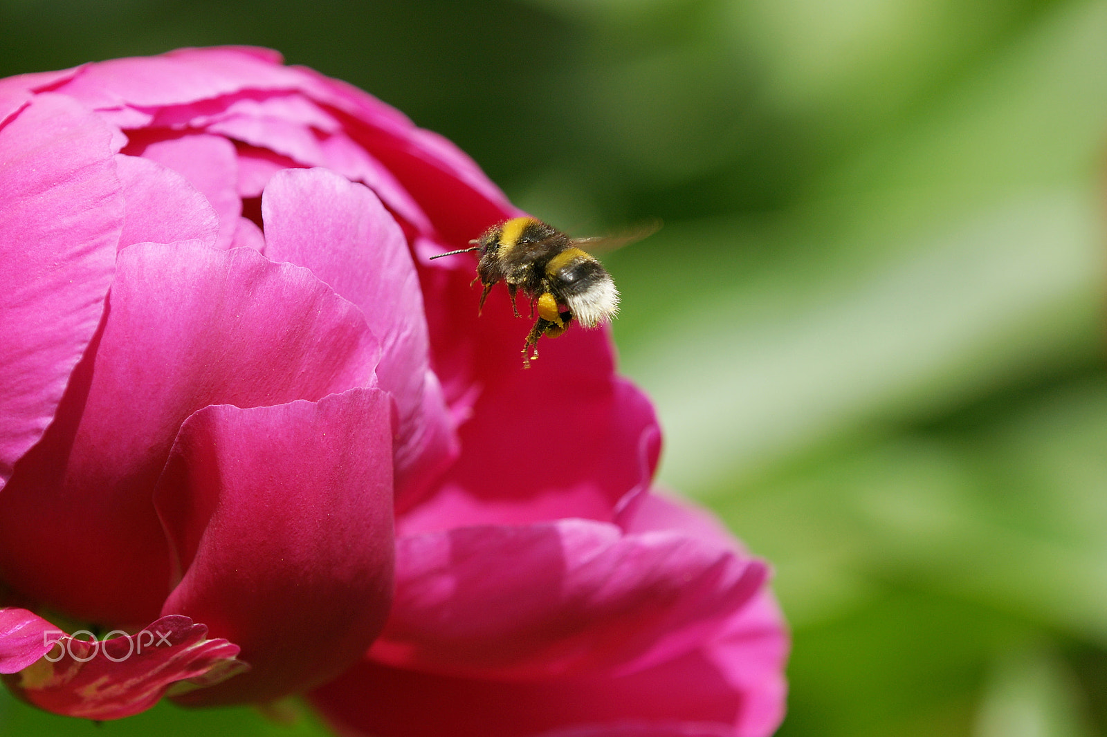 Sony Alpha DSLR-A700 + Tamron SP AF 180mm F3.5 Di LD (IF) Macro sample photo. Biene im landeanflug photography