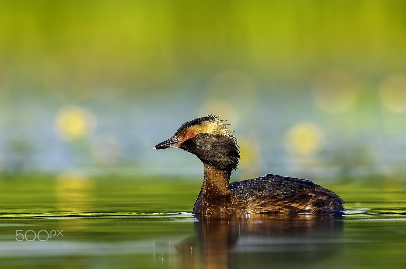 Nikon D300S + Nikon AF-S Nikkor 600mm F4G ED VR sample photo. Horned grebe (podiceps auritus) photography