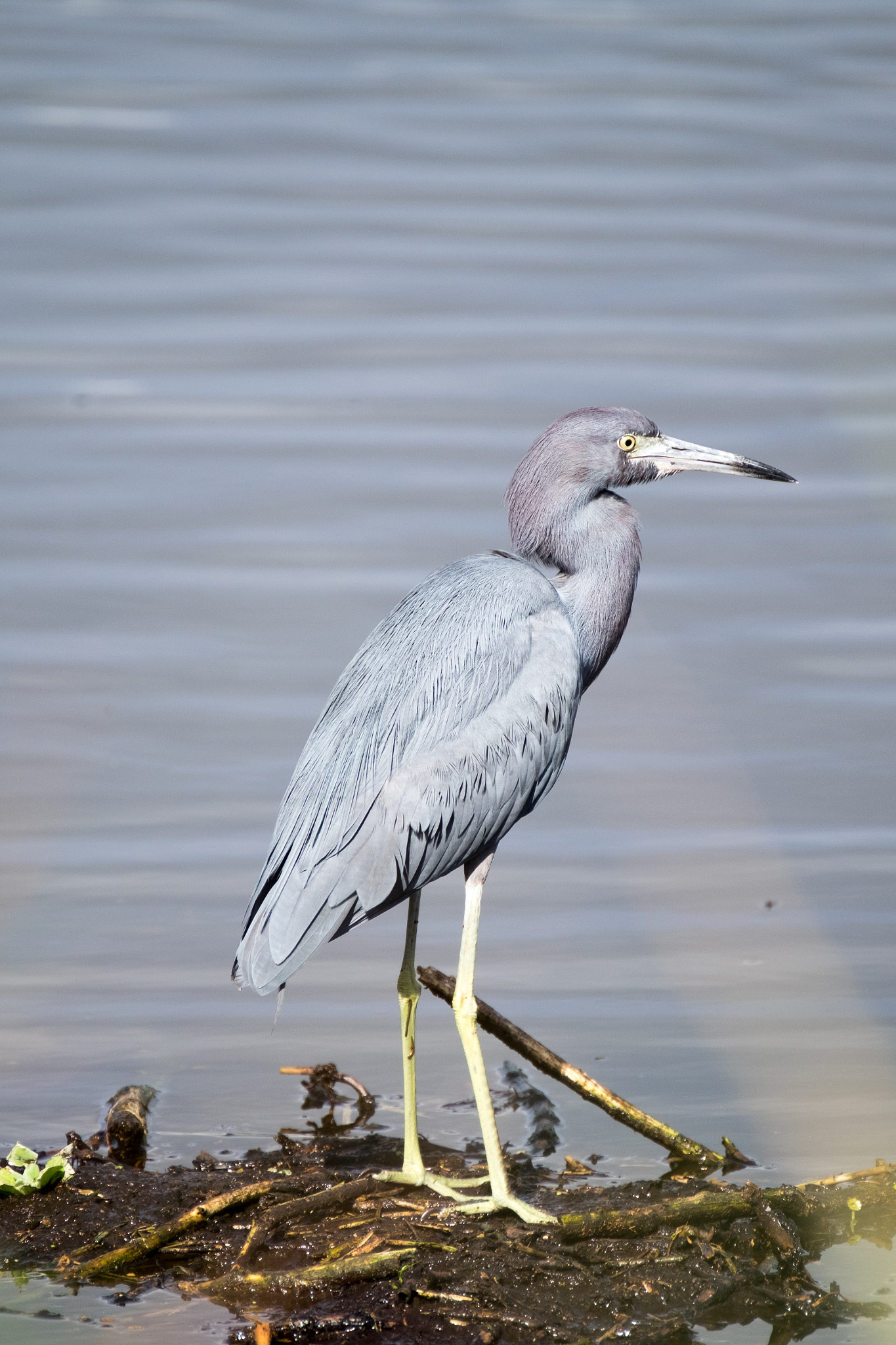 XF100-400mmF4.5-5.6 R LM OIS WR + 1.4x sample photo. _dsf1755.jpg photography