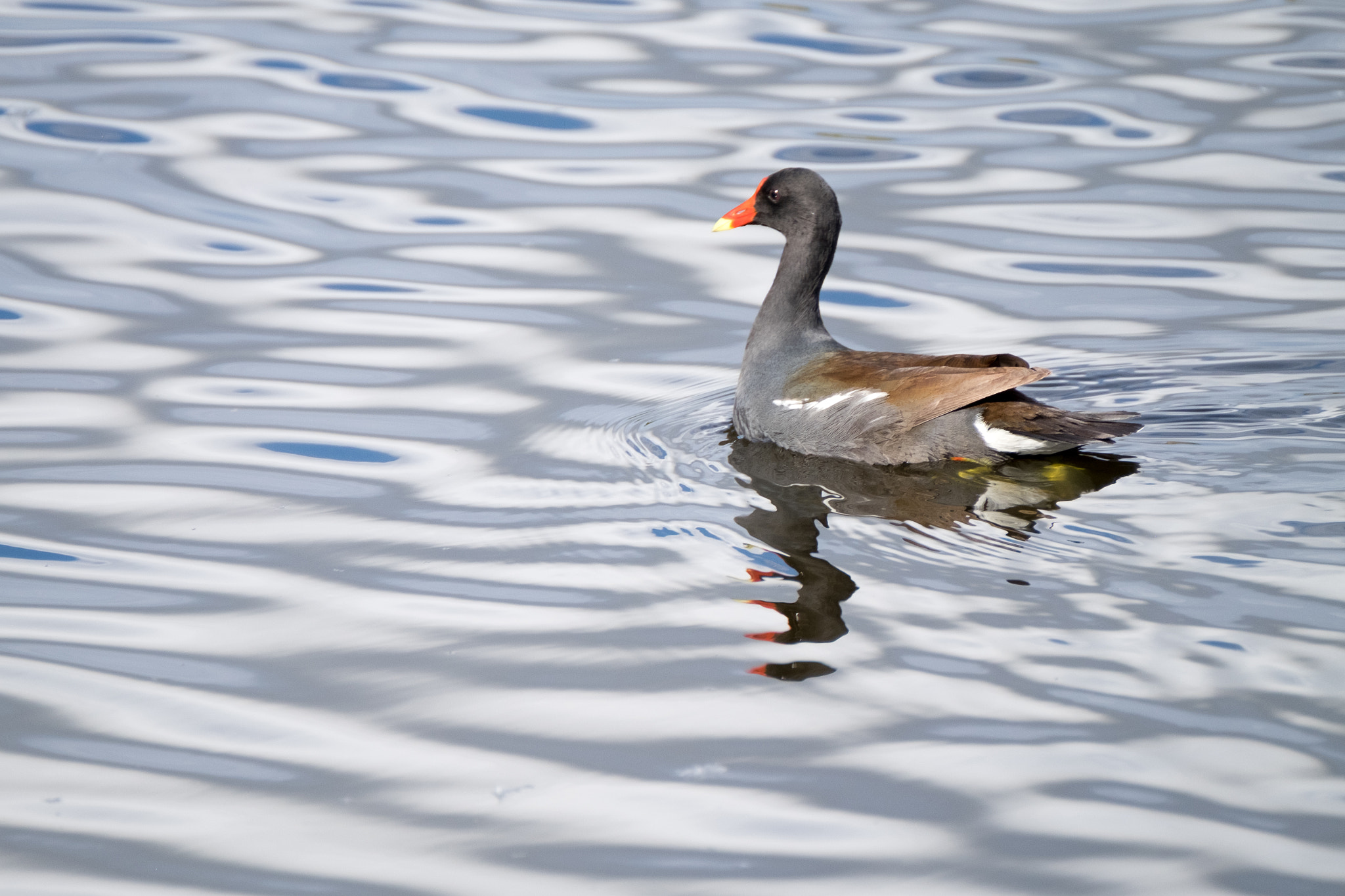 XF100-400mmF4.5-5.6 R LM OIS WR + 1.4x sample photo. _dsf1760.jpg photography