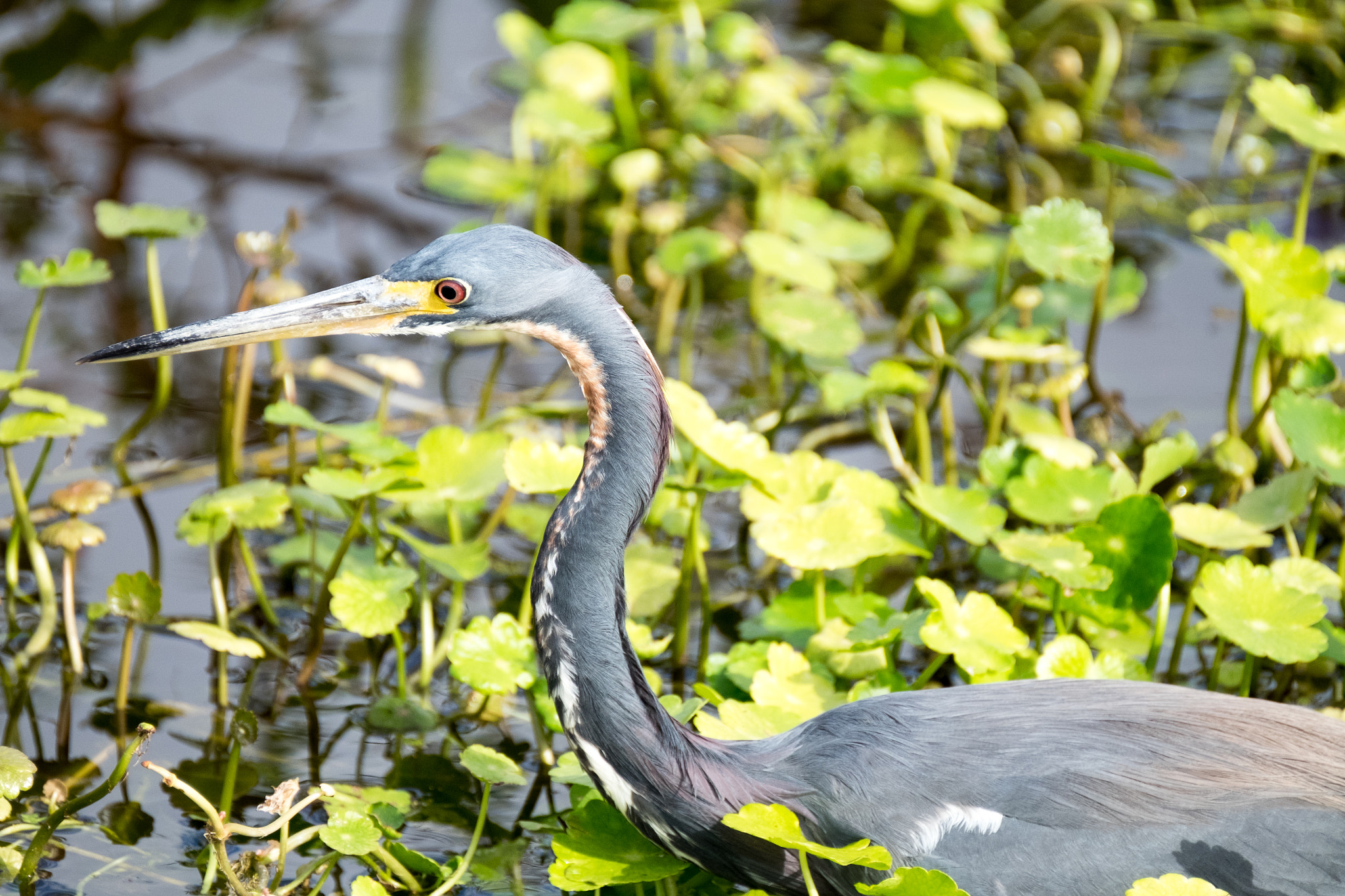 XF100-400mmF4.5-5.6 R LM OIS WR + 1.4x sample photo. _dsf1767.jpg photography
