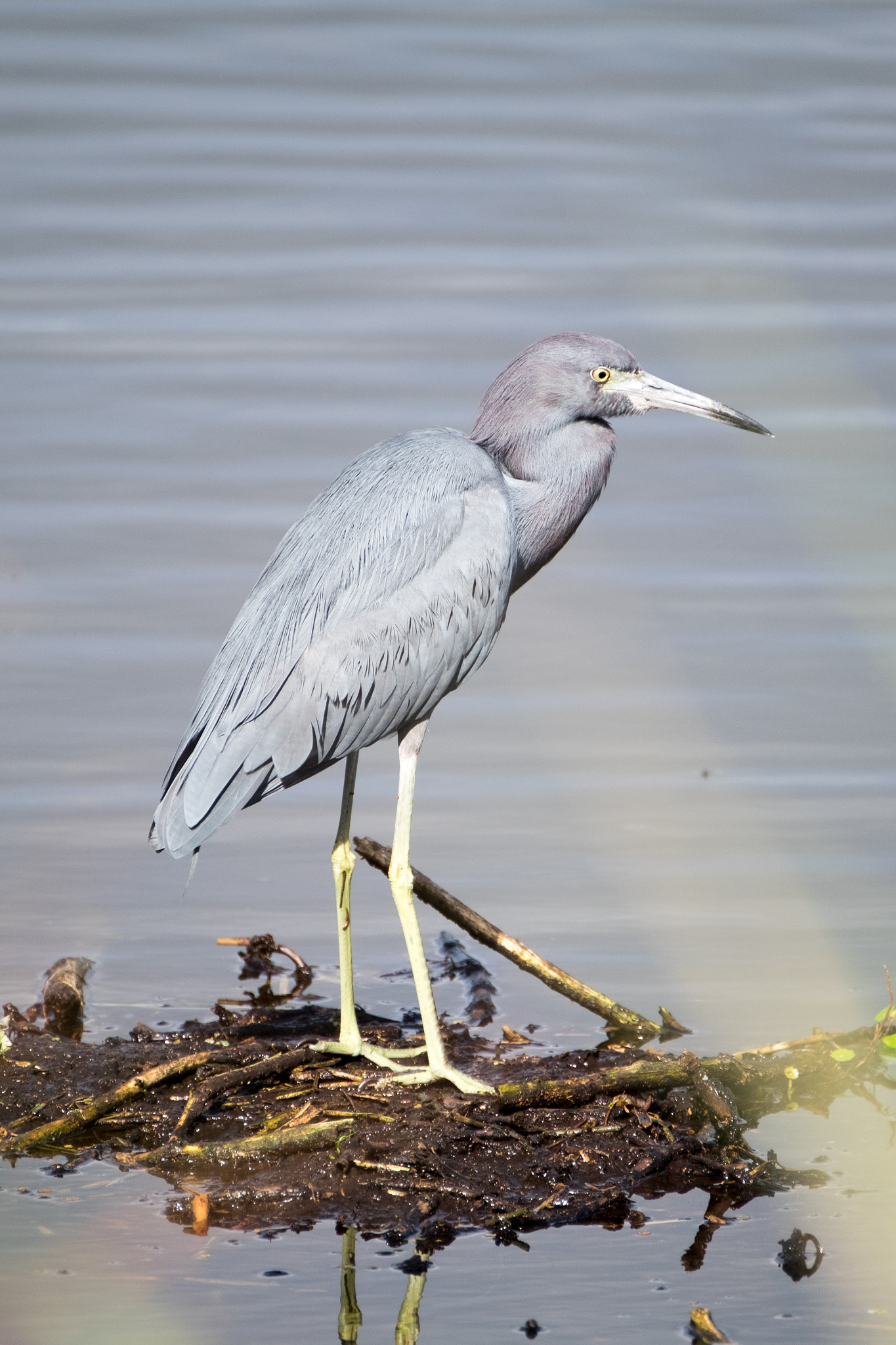 XF100-400mmF4.5-5.6 R LM OIS WR + 1.4x sample photo. _dsf1756.jpg photography