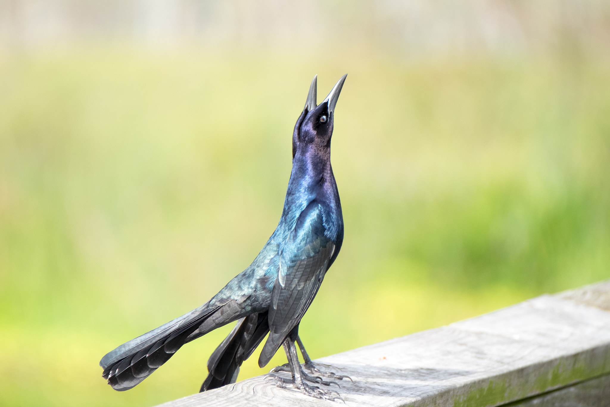 XF100-400mmF4.5-5.6 R LM OIS WR + 1.4x sample photo. _dsf1773.jpg photography