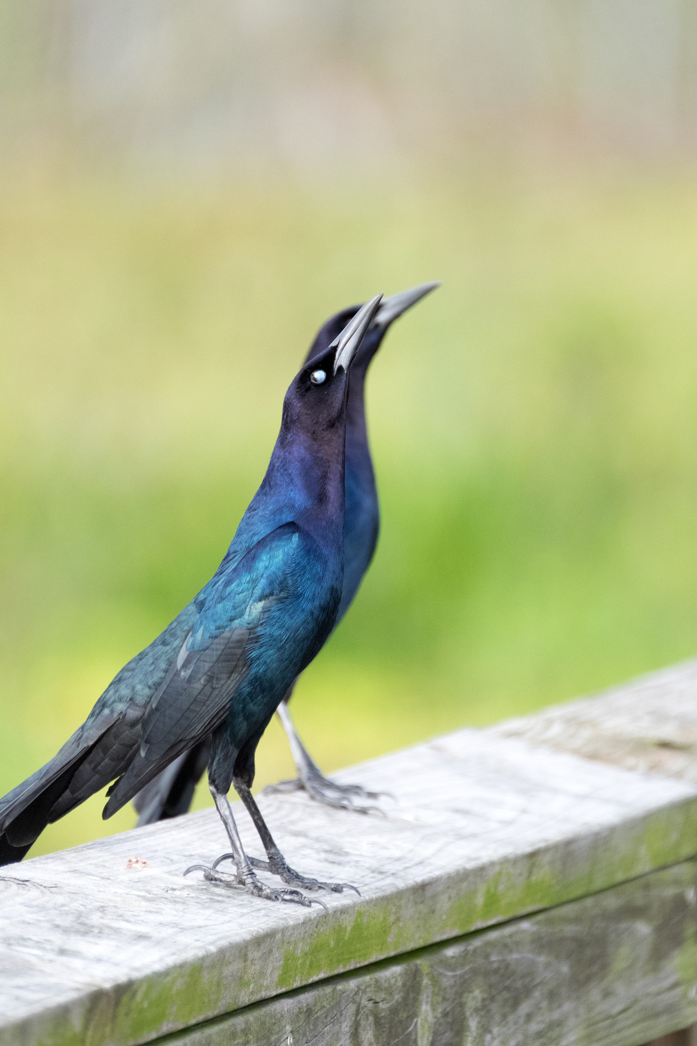XF100-400mmF4.5-5.6 R LM OIS WR + 1.4x sample photo. _dsf1777.jpg photography