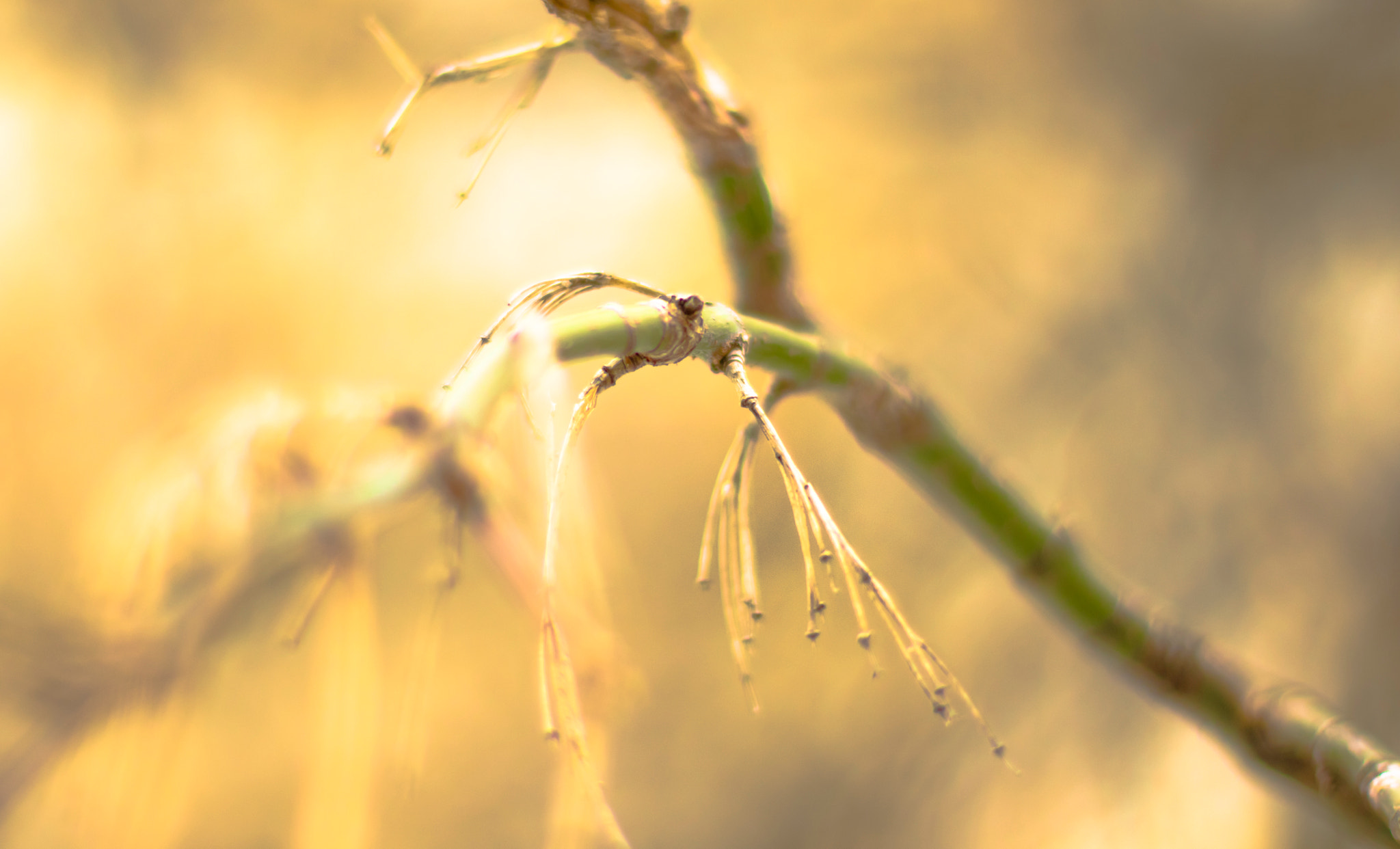 Sony Alpha DSLR-A500 + Sony 50mm F1.4 sample photo. Branch lit by the sunset photography