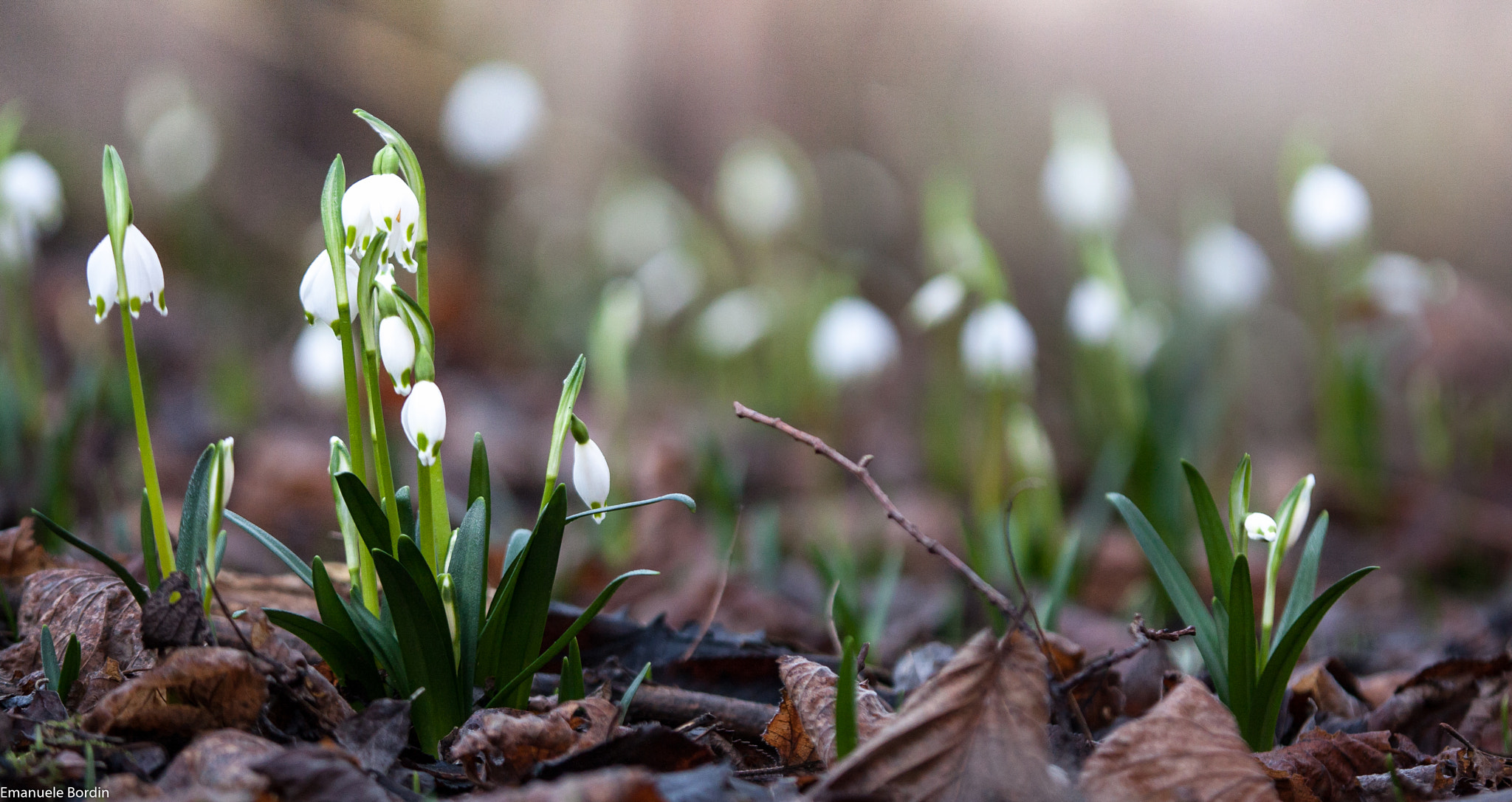 Canon EOS 40D + Tamron SP AF 180mm F3.5 Di LD (IF) Macro sample photo. Springtime photography