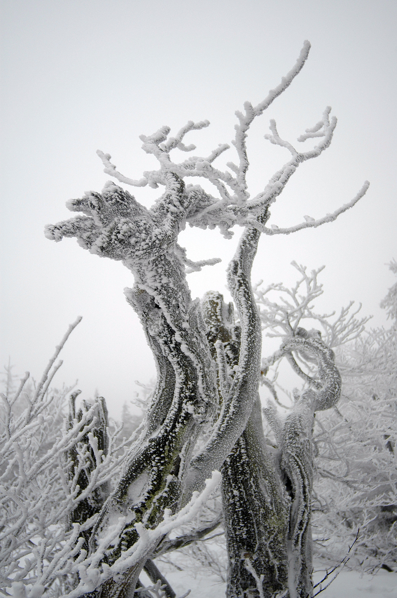 Nikon D70 sample photo. Zmrzlý jelen - frozen deer photography