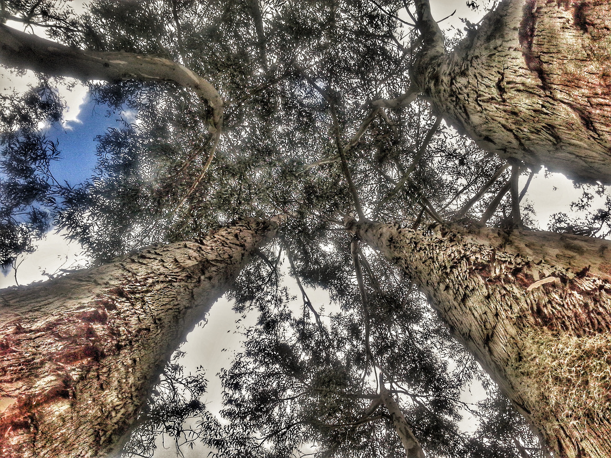 Motorola RAZR D1 sample photo. Vida al cielo  photography